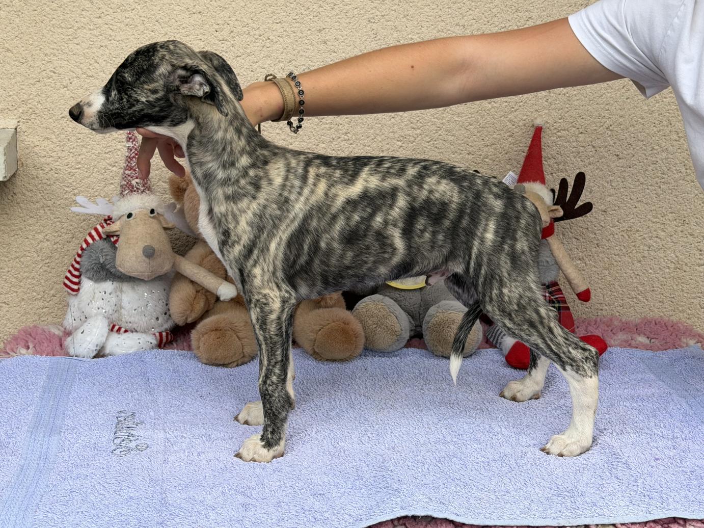 chiot disponible