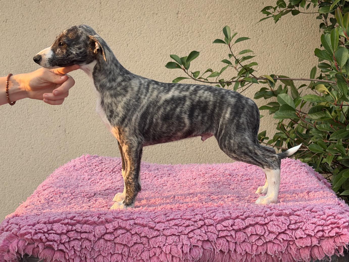 chiot disponible