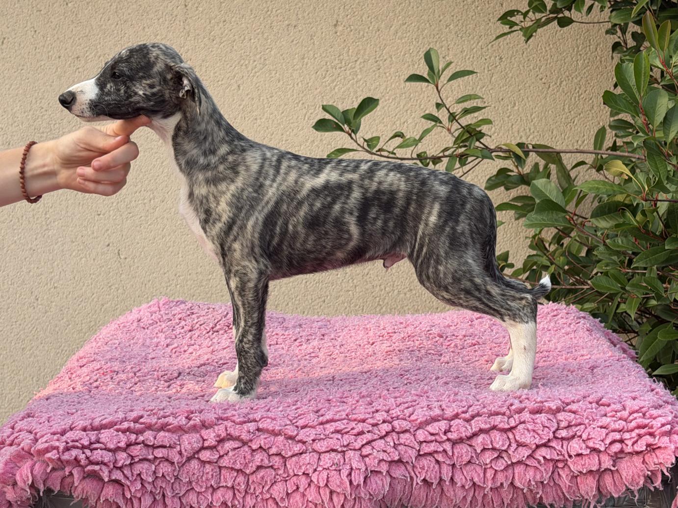 chiot disponible