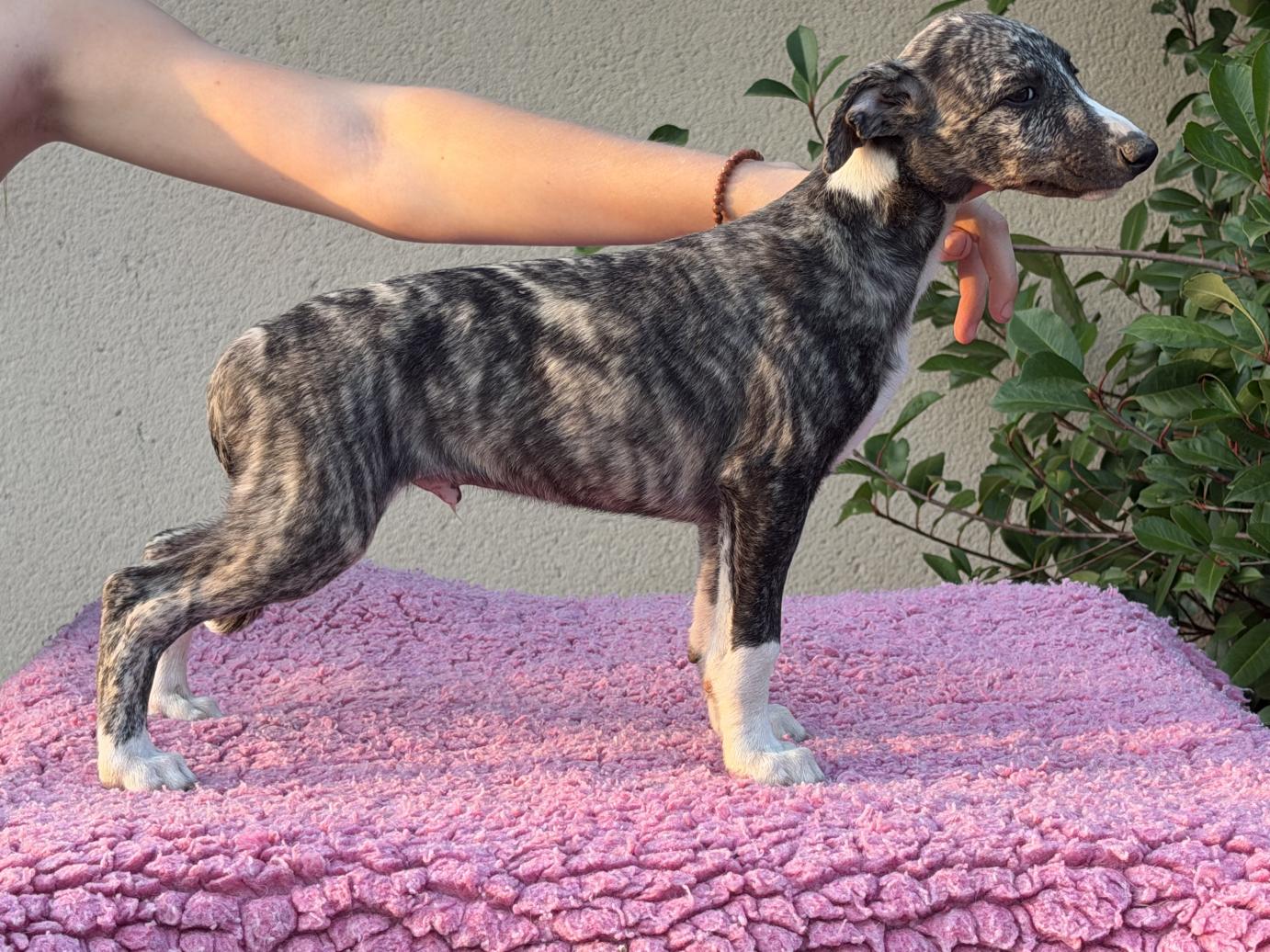 chiot disponible