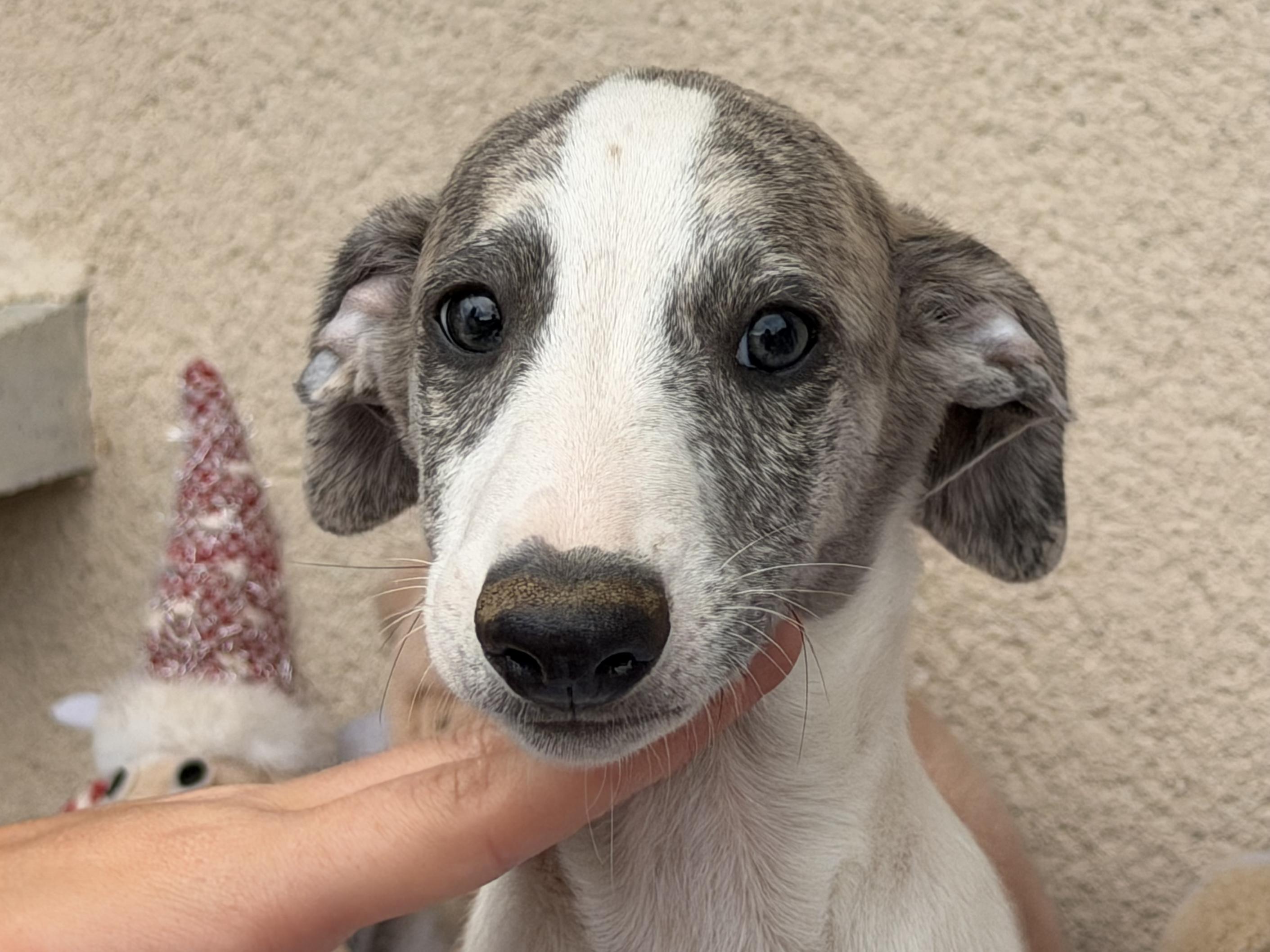 chiot disponible