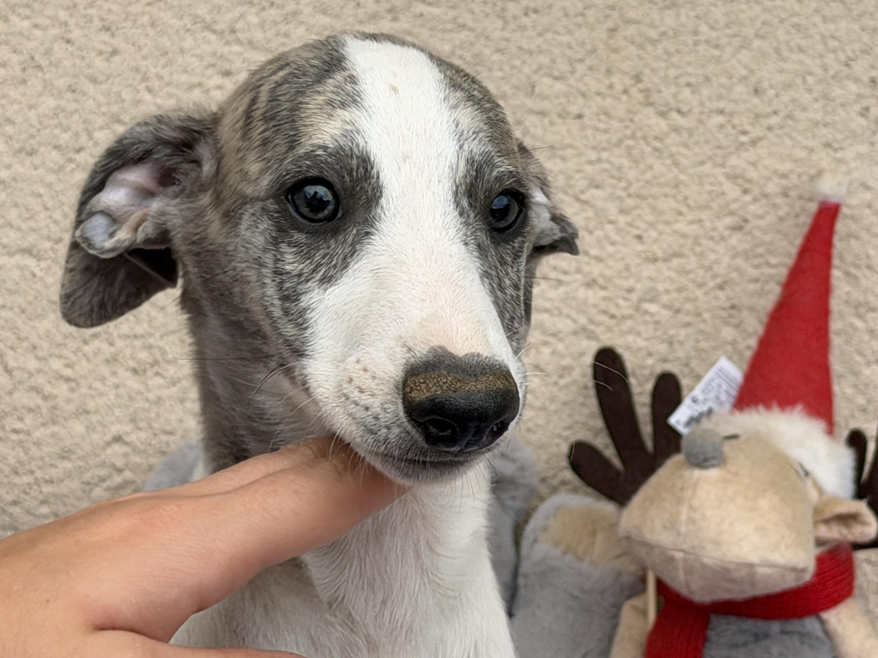 chiot disponible