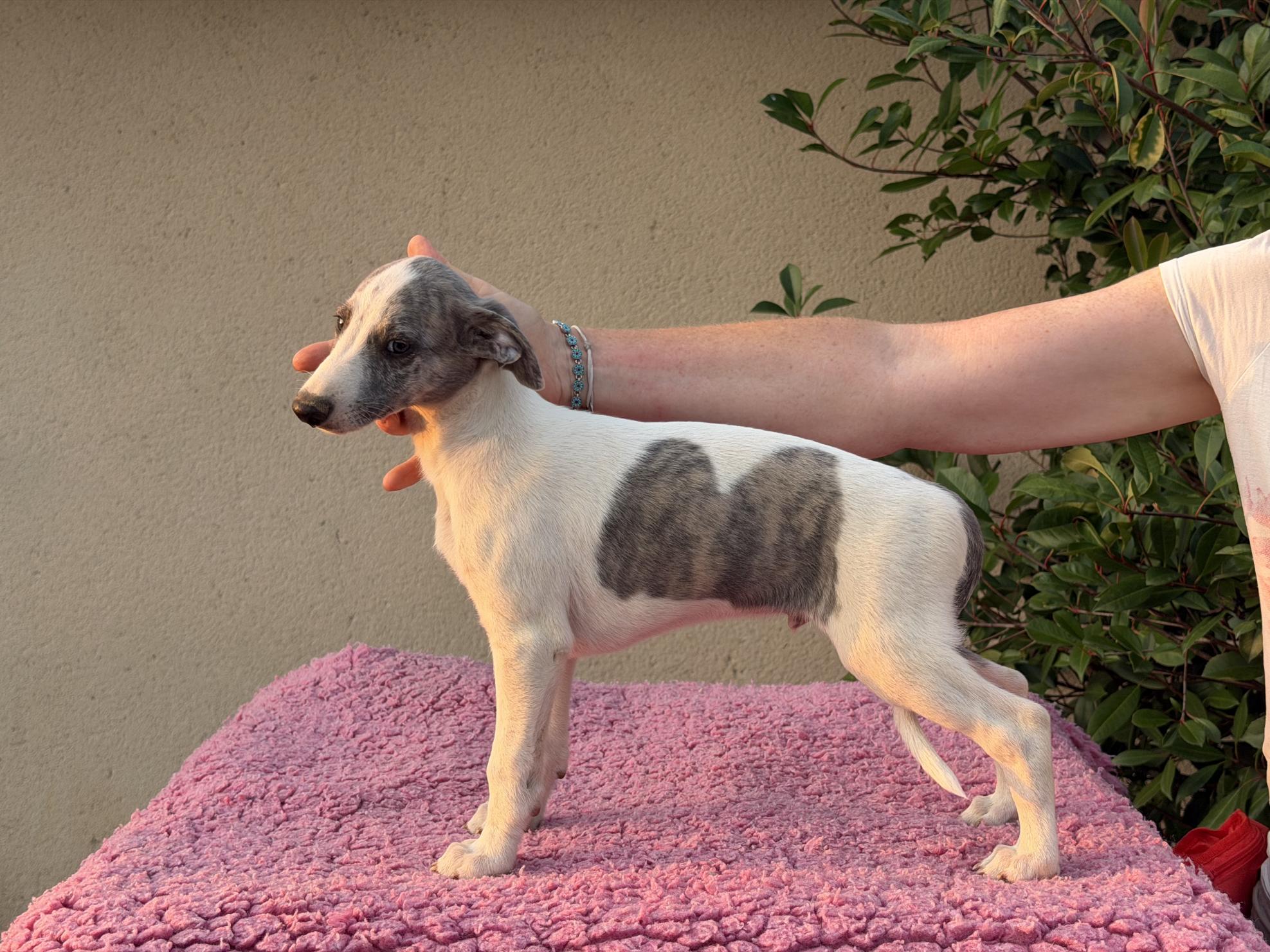 chiot disponible