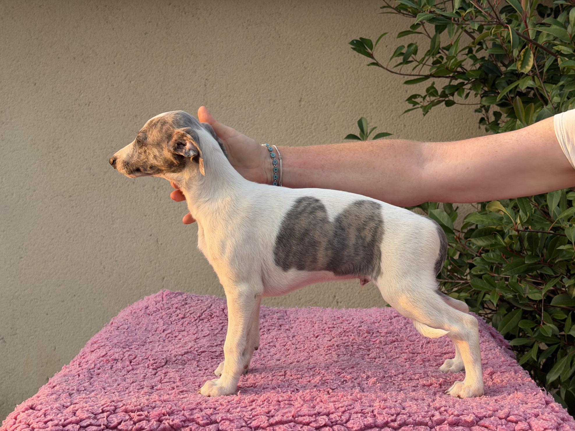 chiot disponible