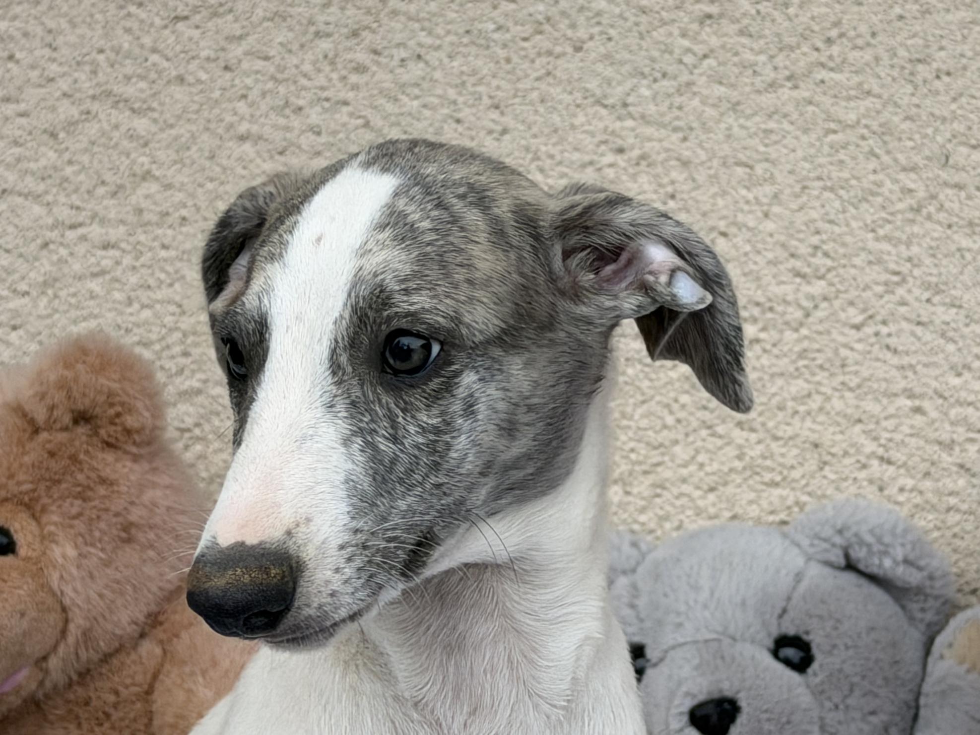 chiot disponible