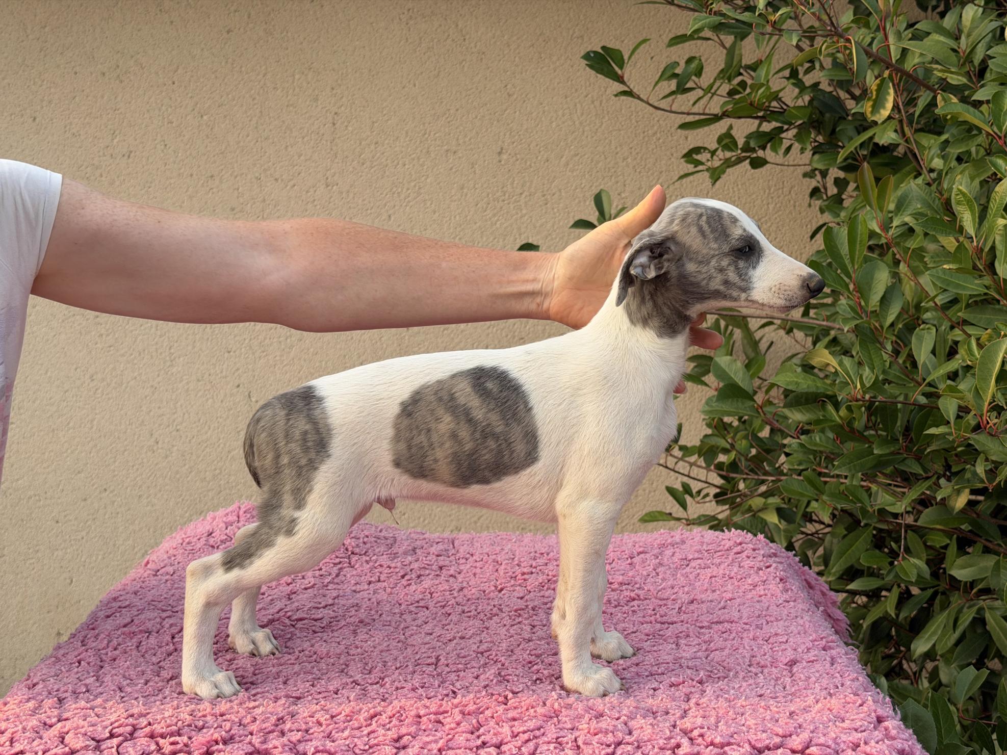 chiot disponible