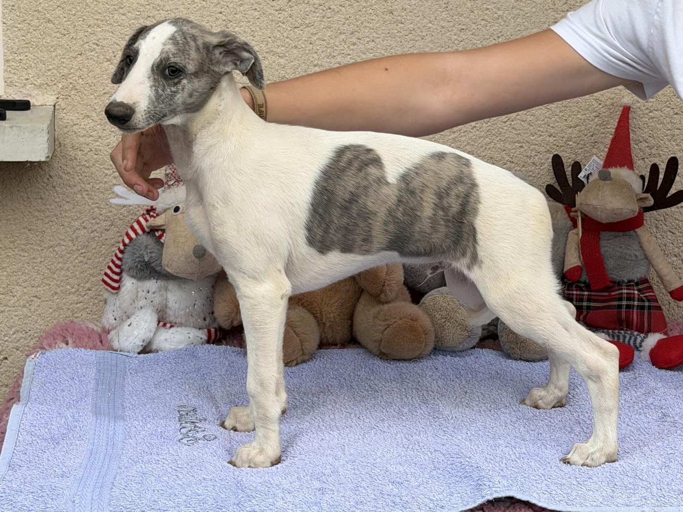 chiot disponible