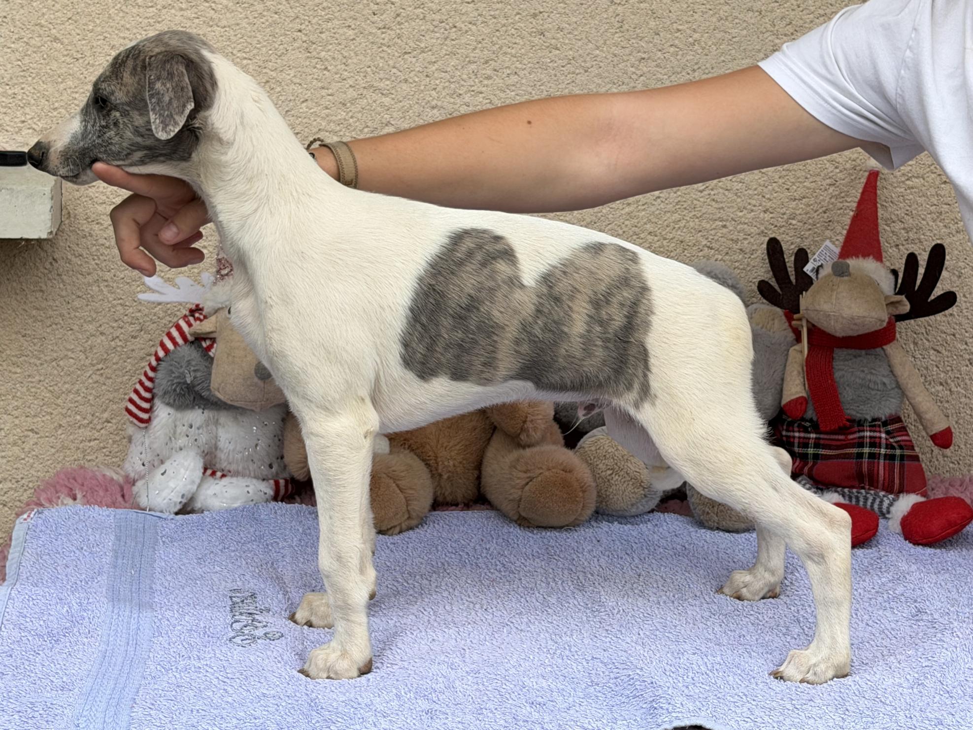 chiot disponible