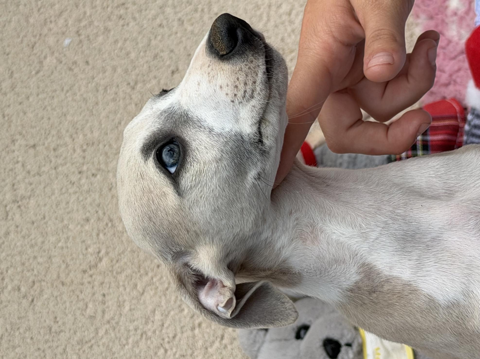 chiot disponible