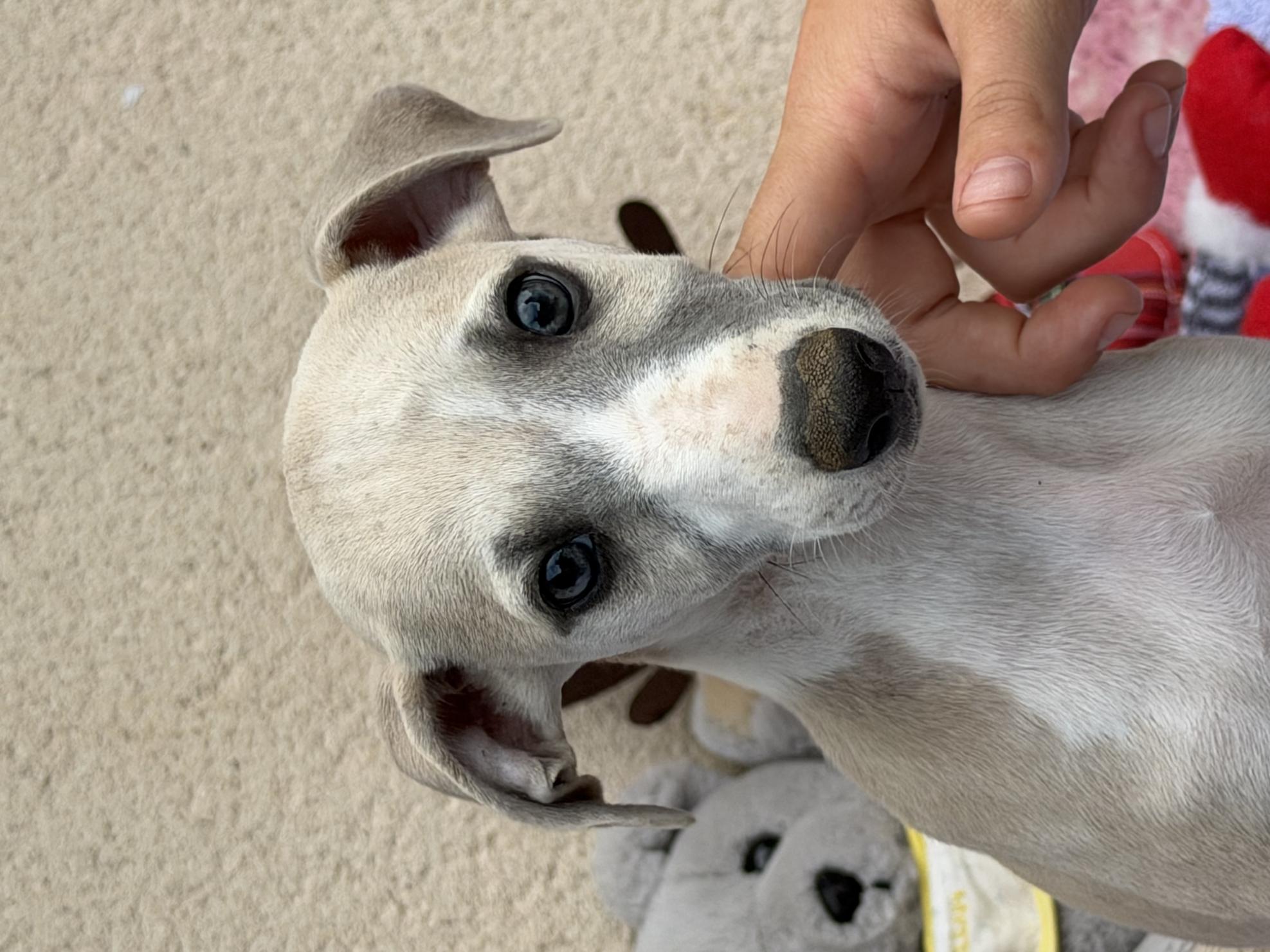 chiot disponible