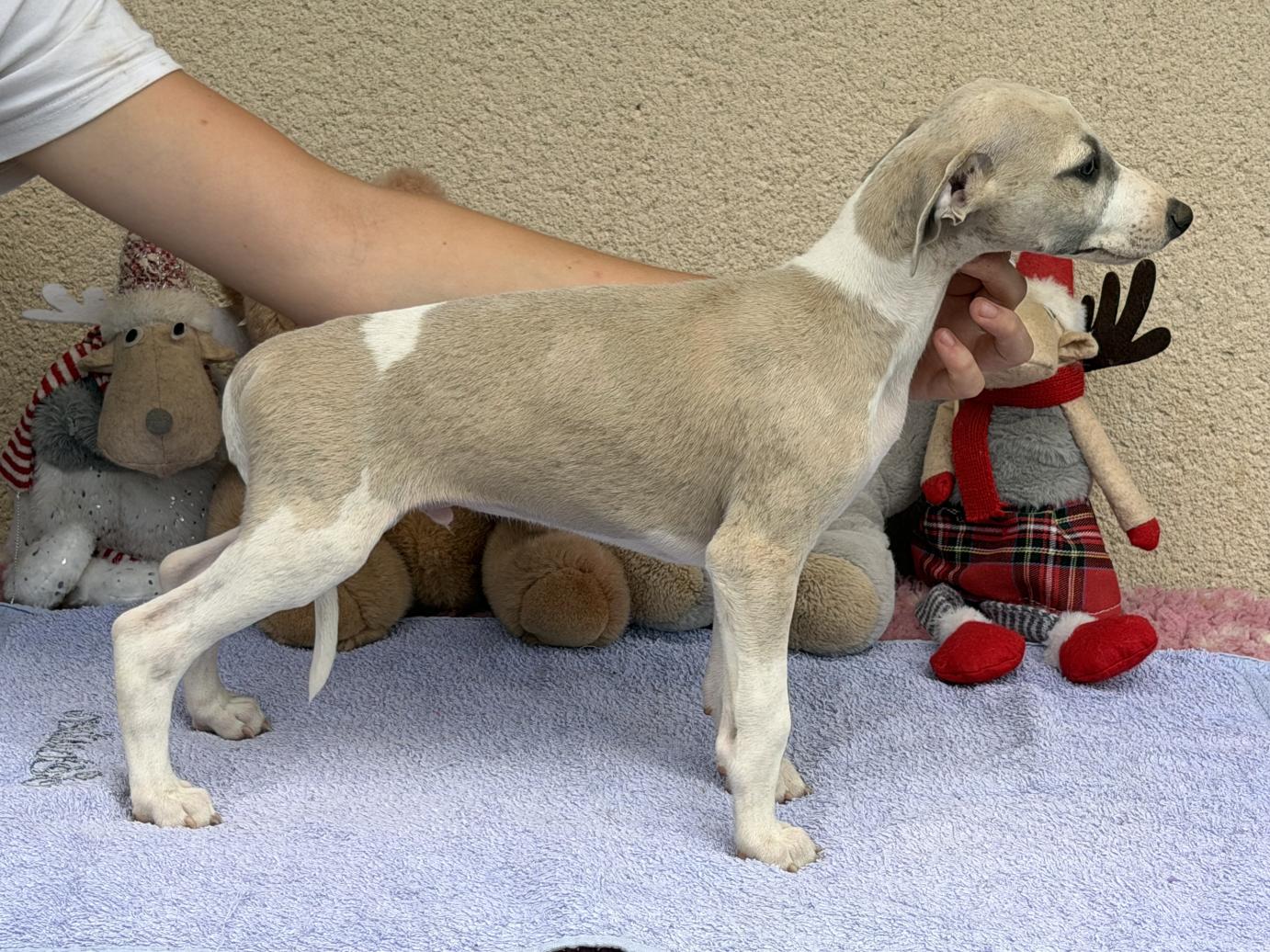 chiot disponible