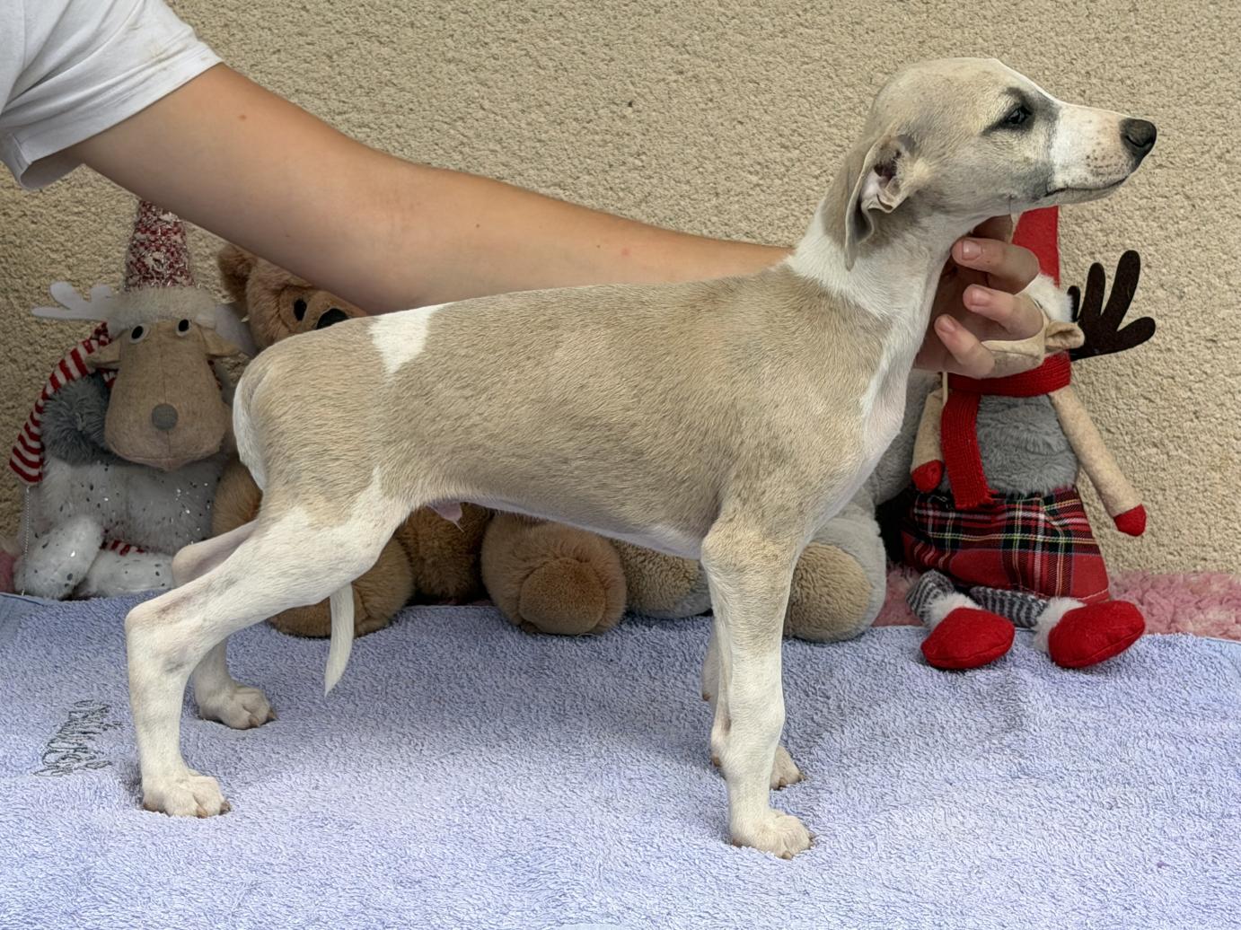 Chiot Whippet Disponible