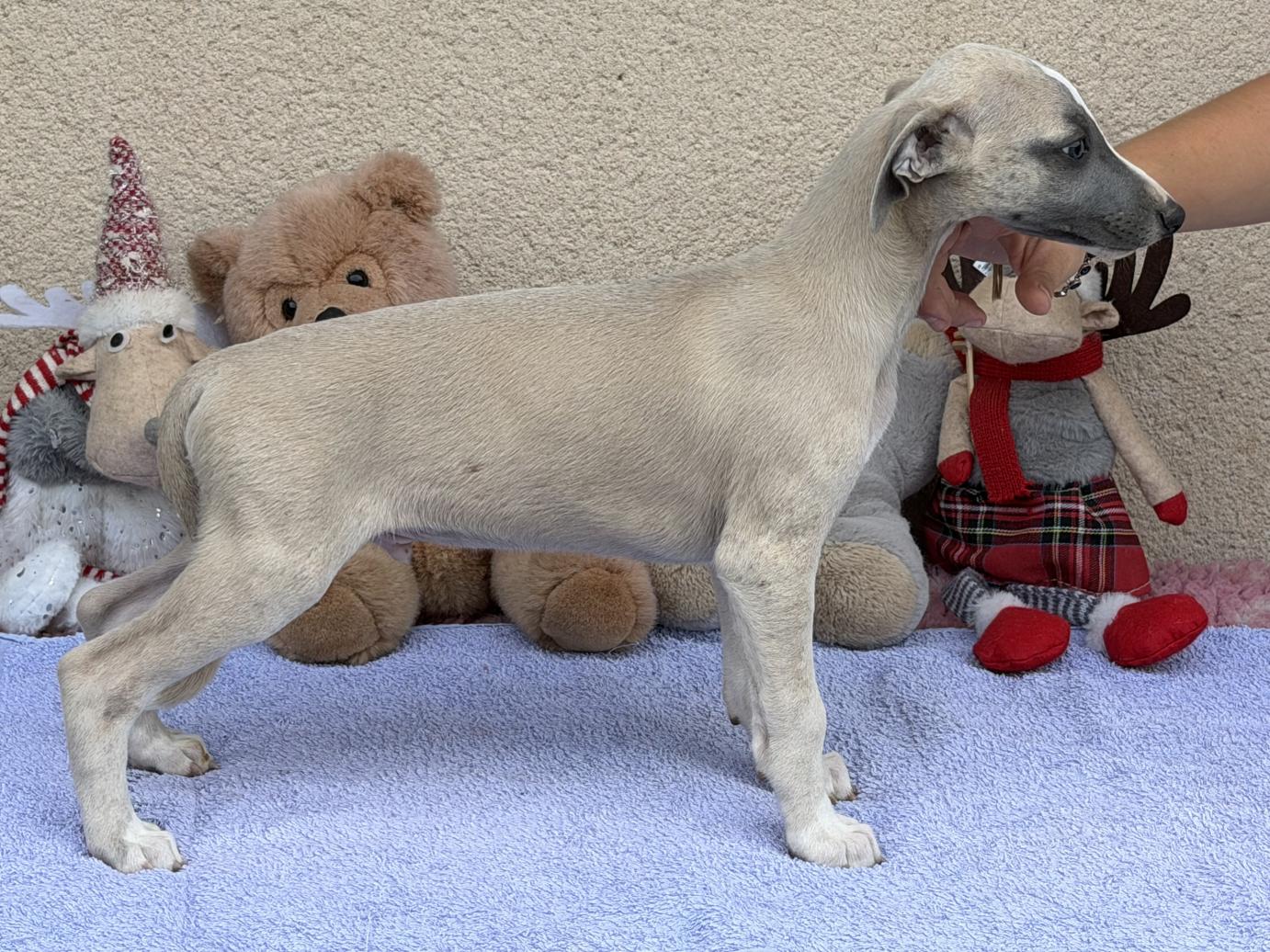 chiot disponible