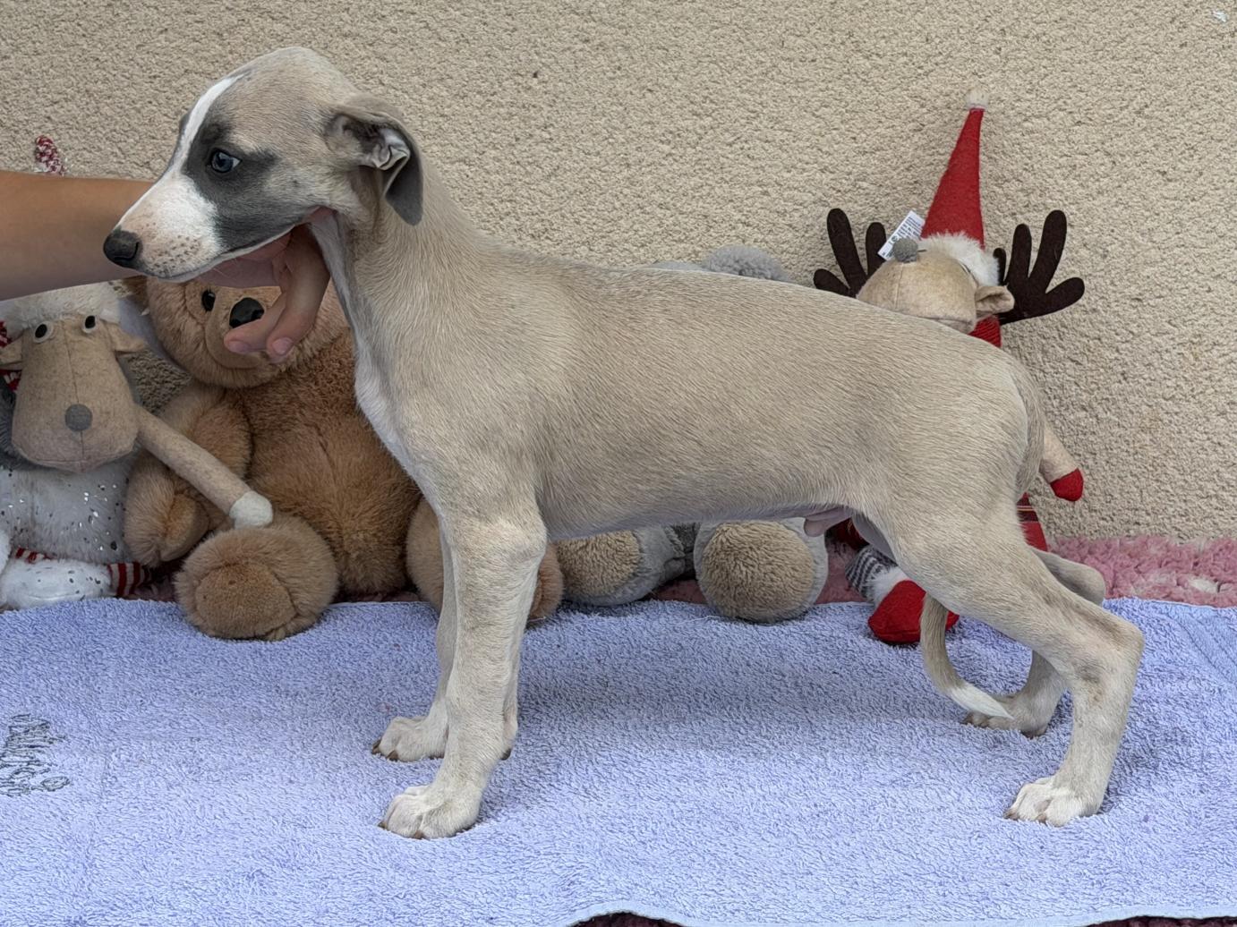 chiot disponible
