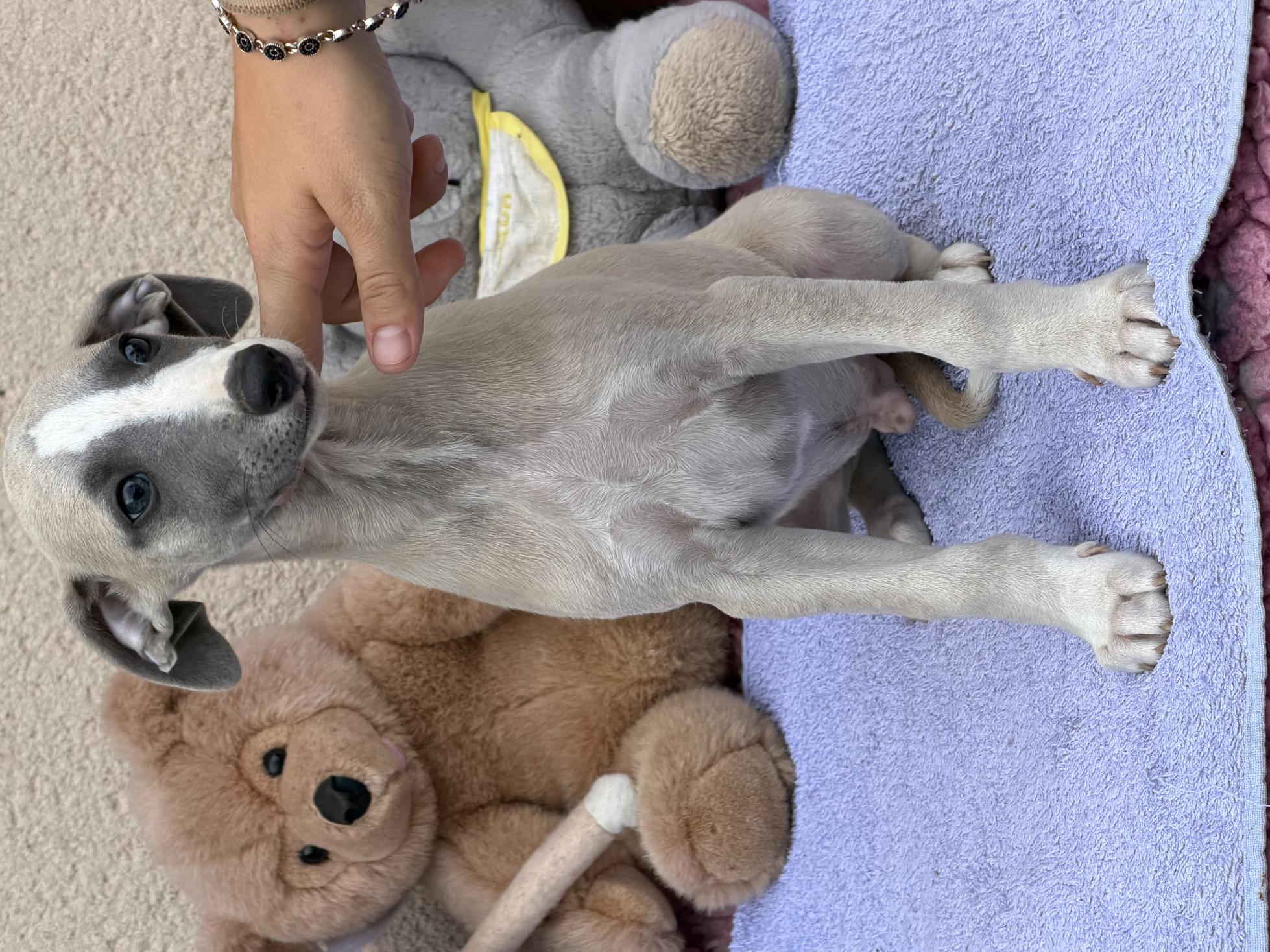 chiot disponible