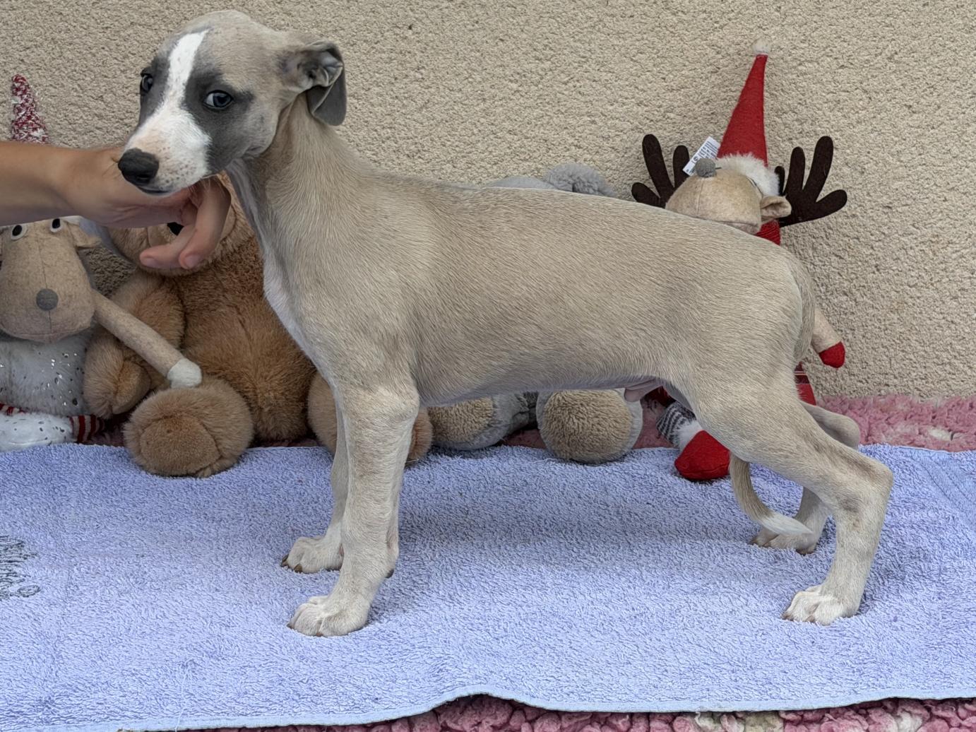 chiot disponible