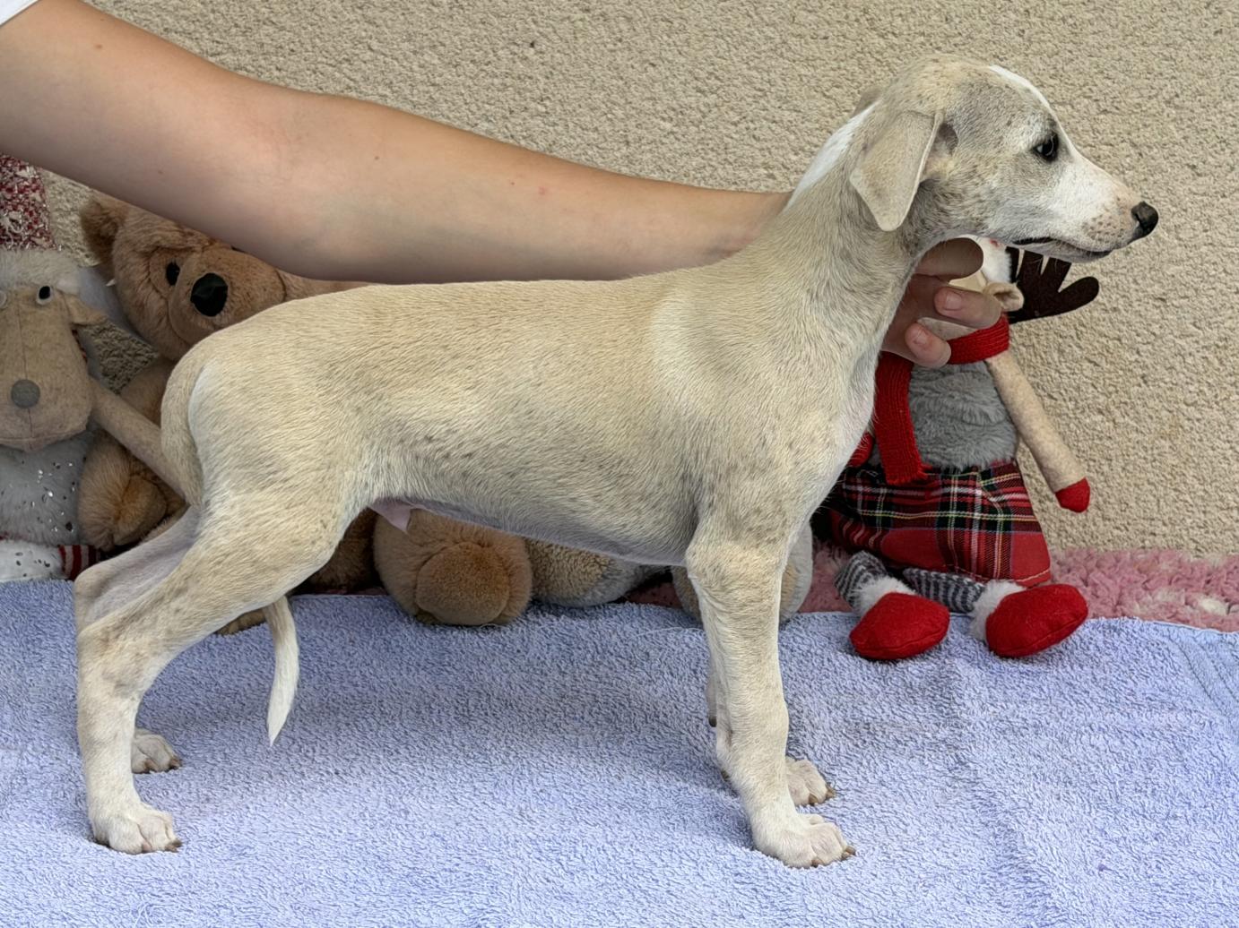 chiot disponible