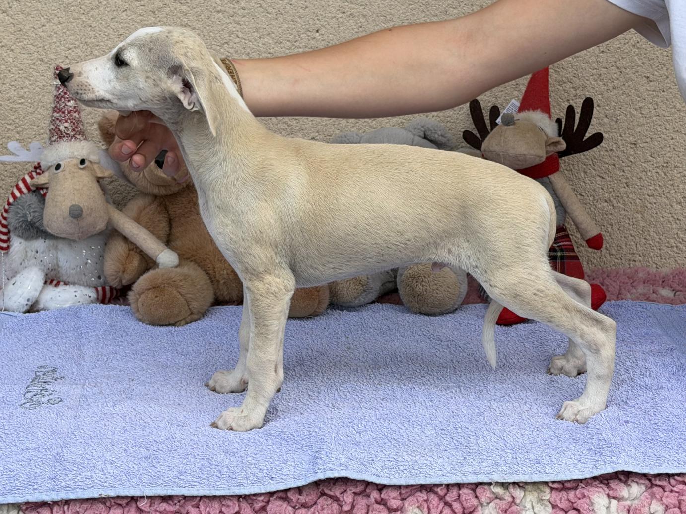 chiot disponible