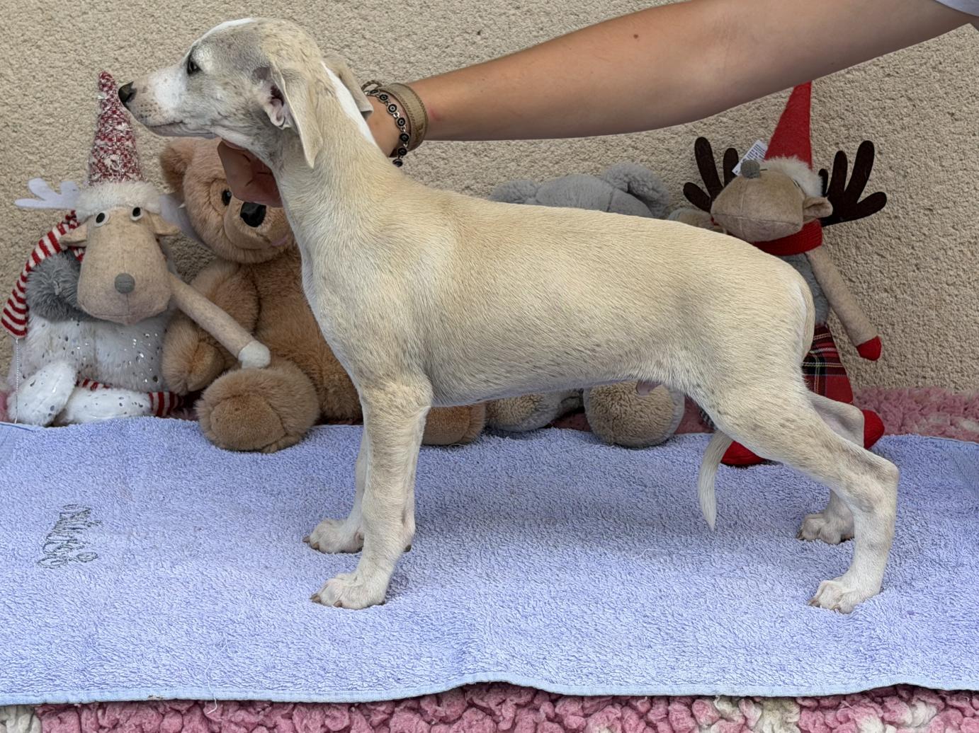 chiot disponible