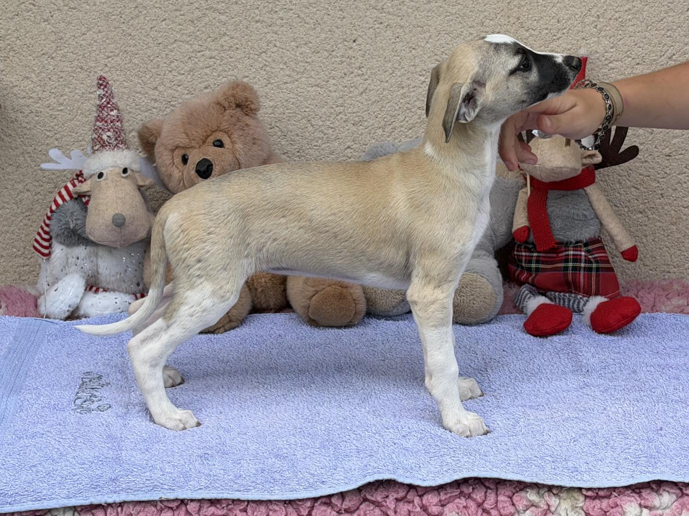 chiot disponible