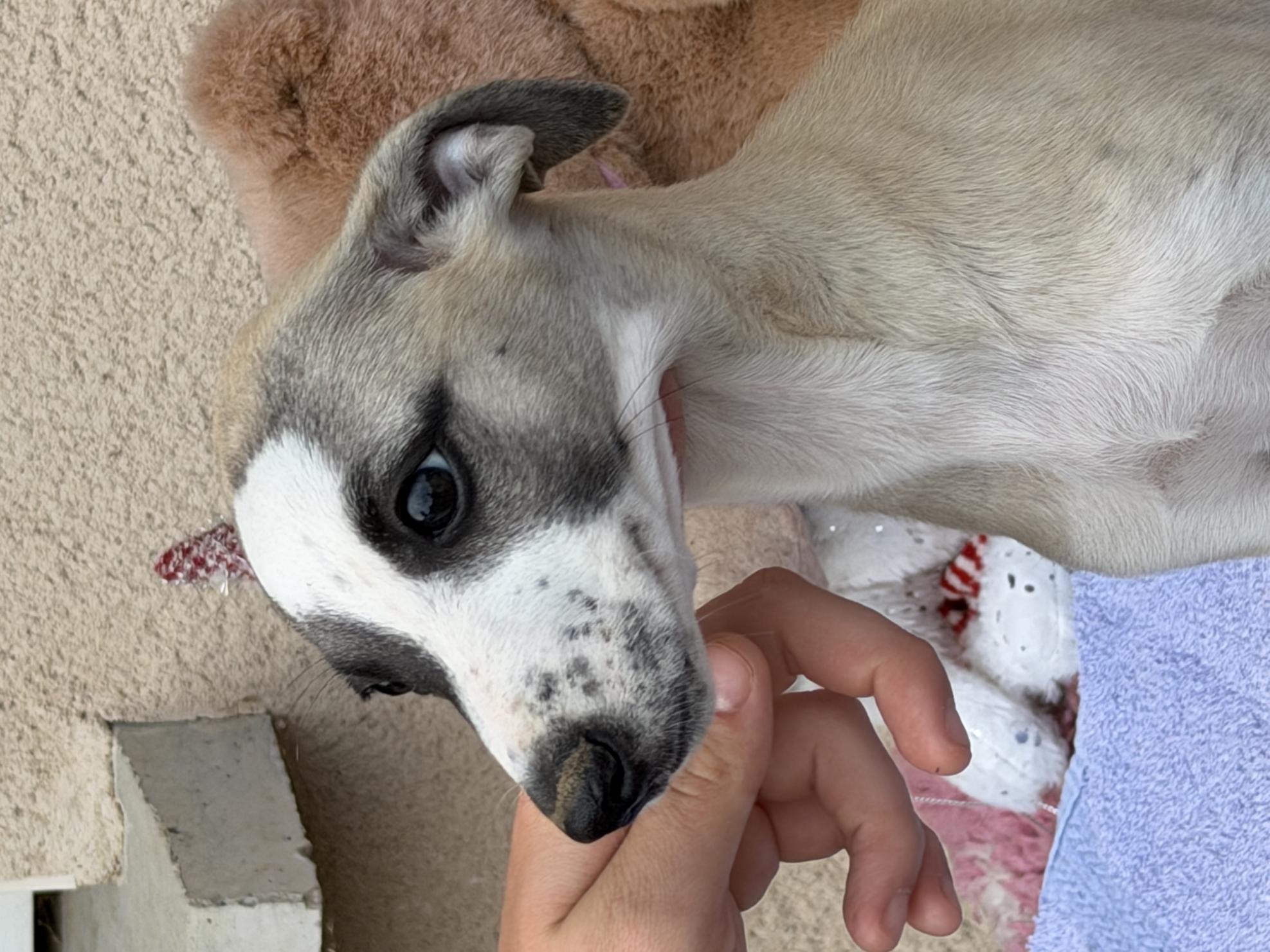 chiot disponible