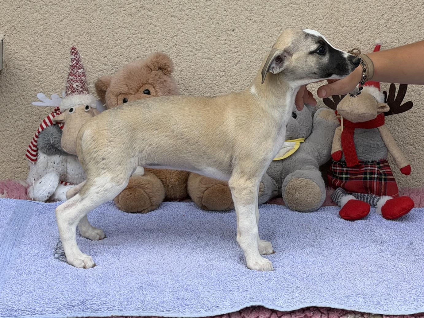 chiot disponible