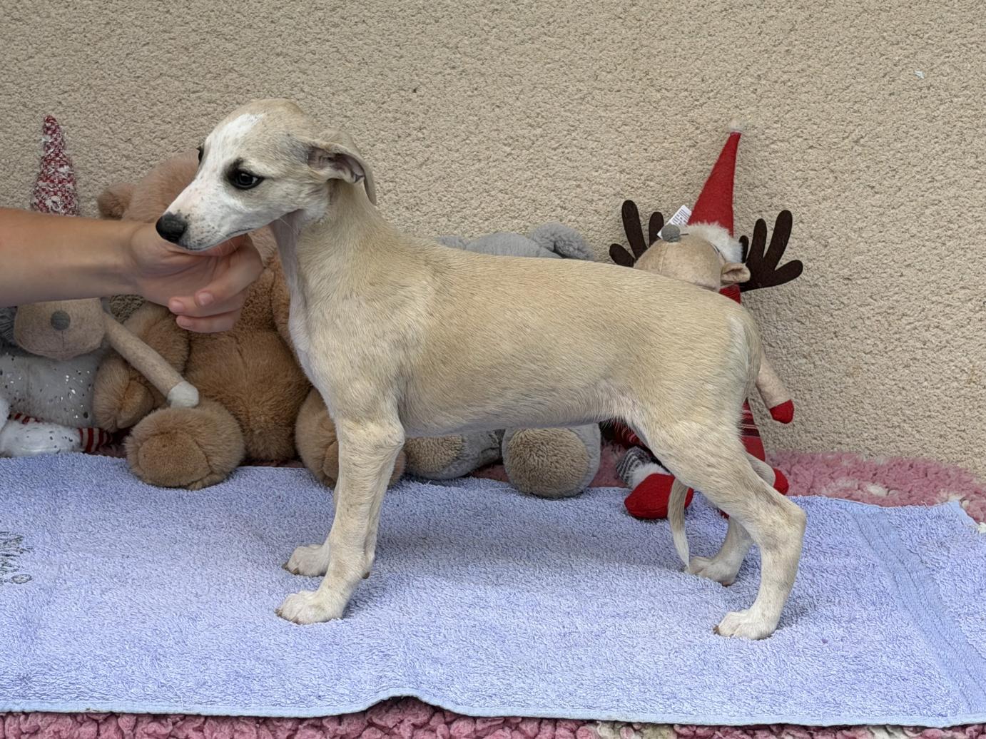 Chiot Whippet Disponible