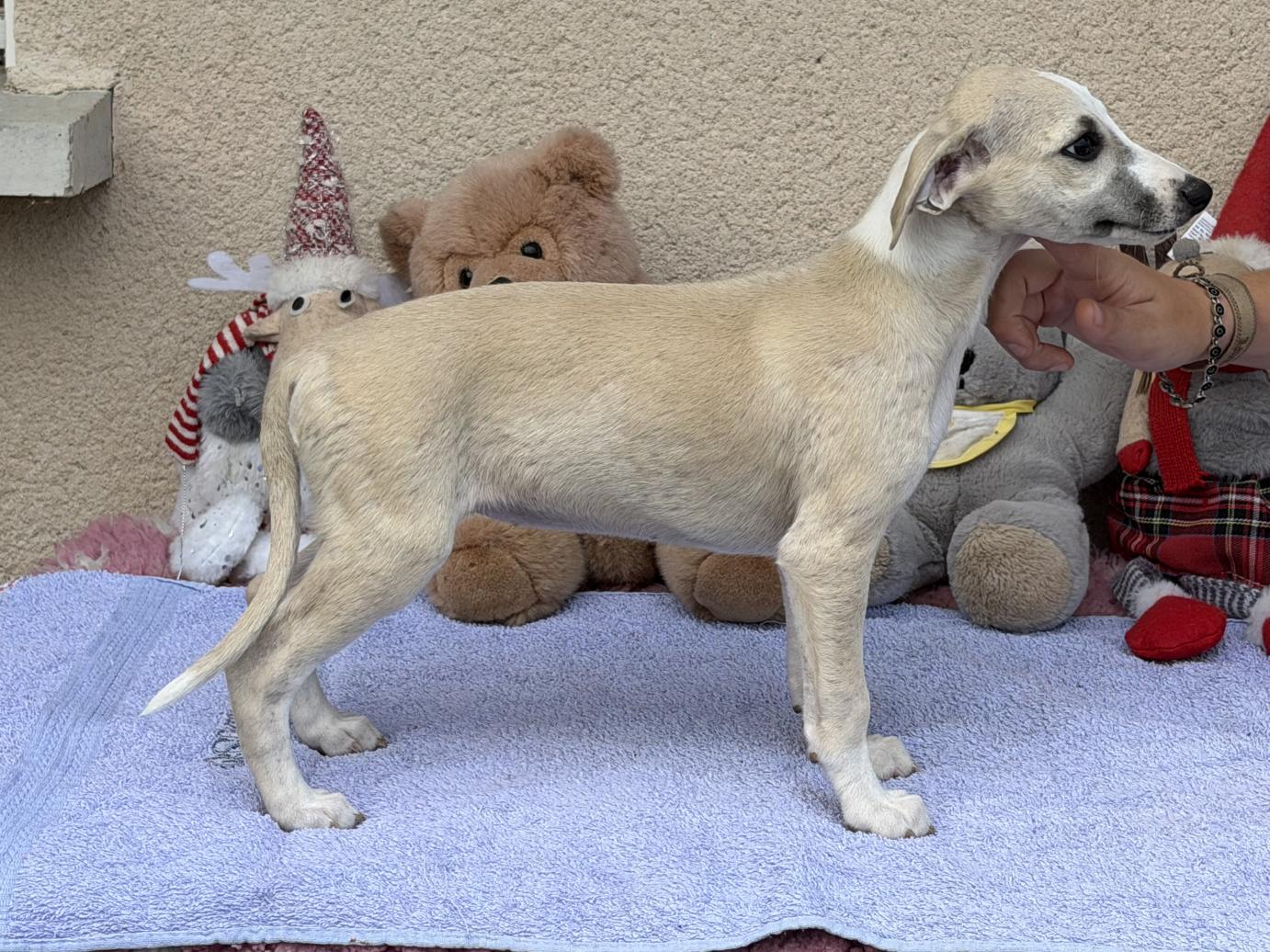 chiot disponible