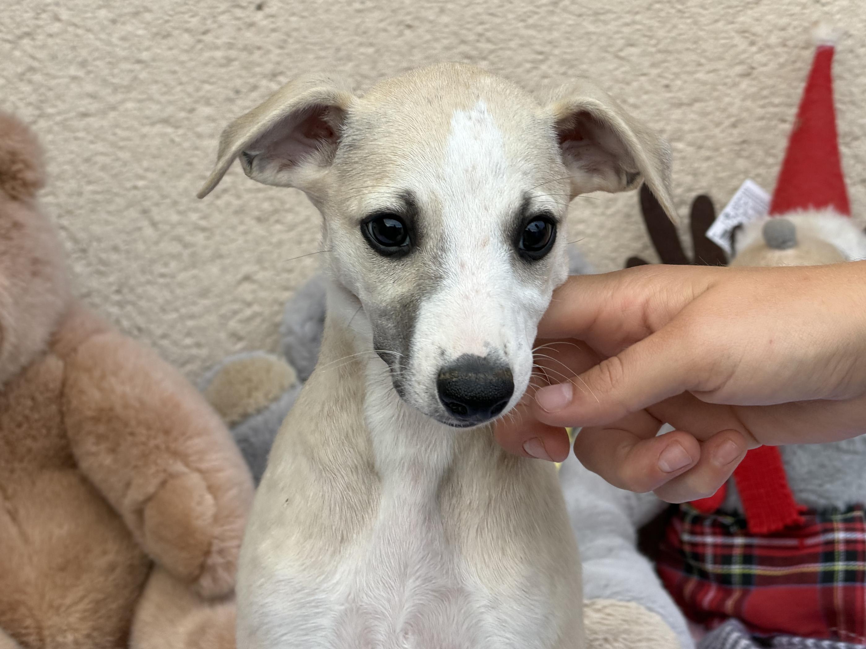 chiot disponible