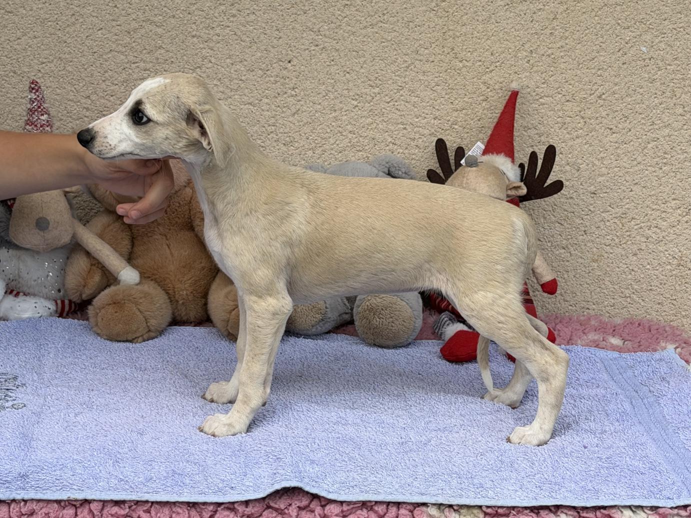 chiot disponible