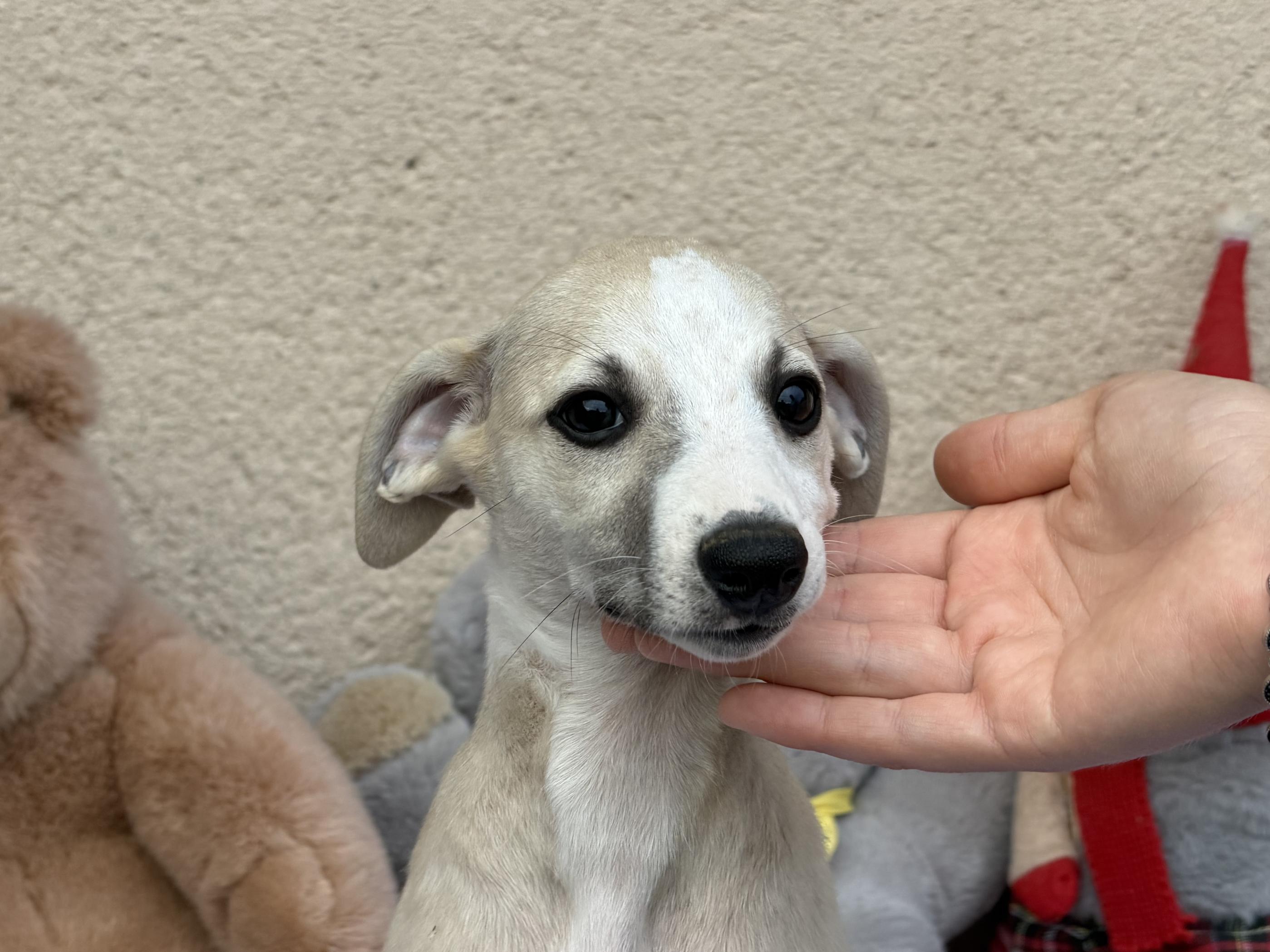 chiot disponible