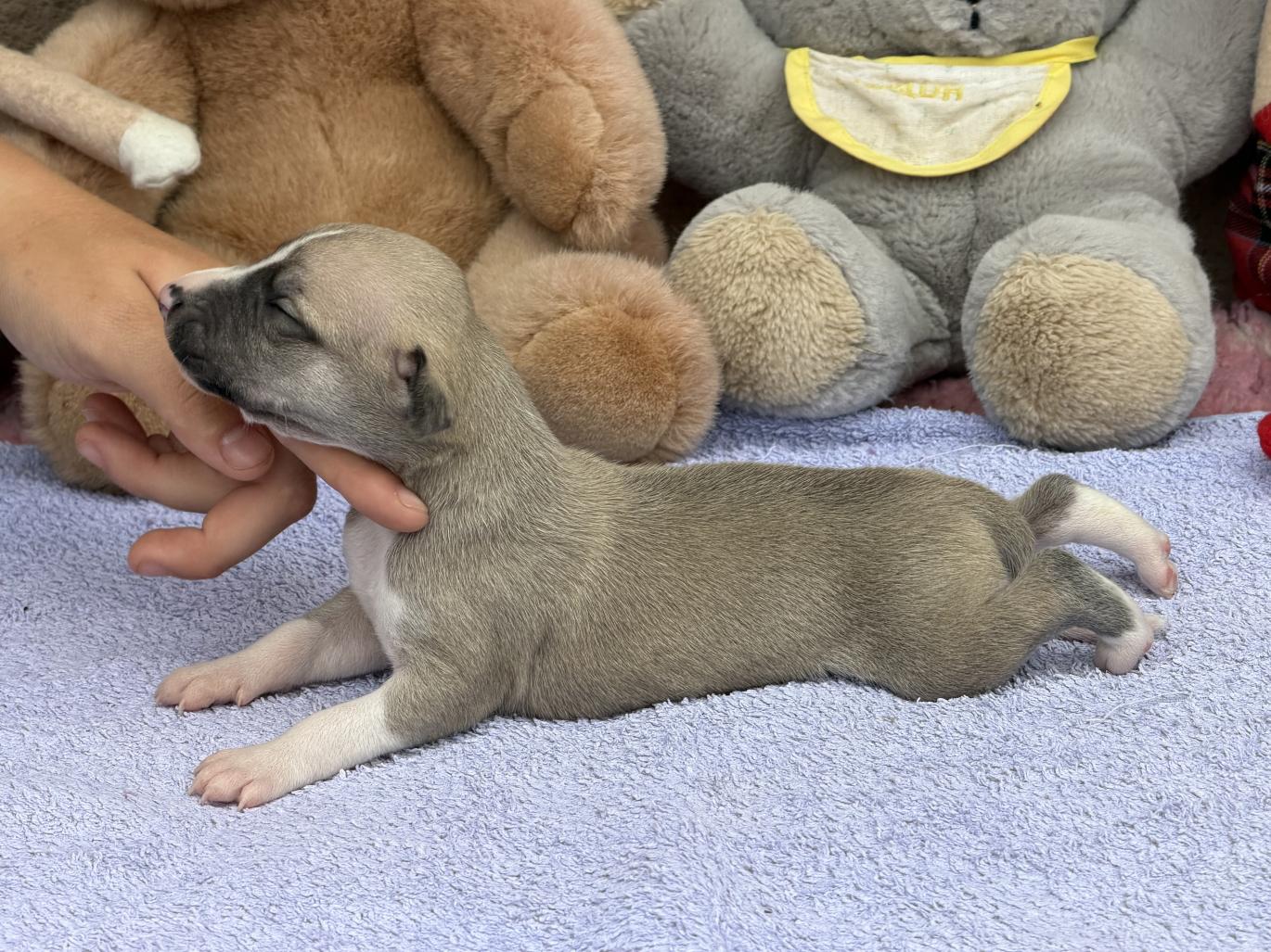 chiot disponible