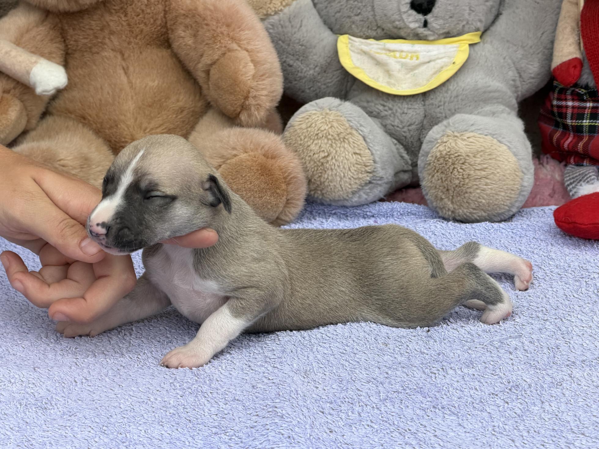 chiot disponible