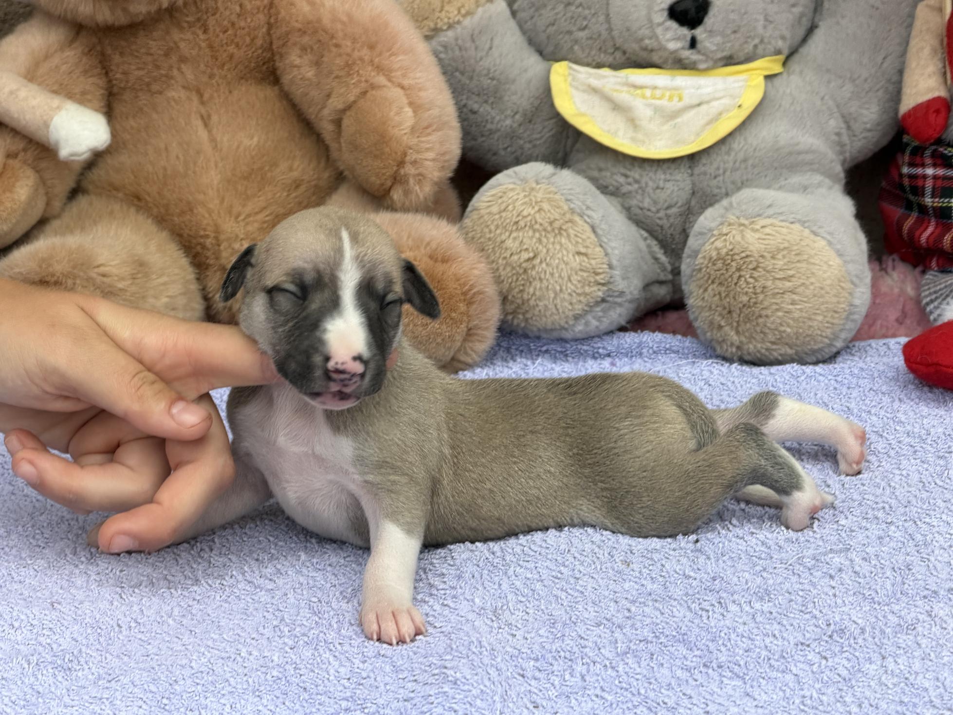 chiot disponible