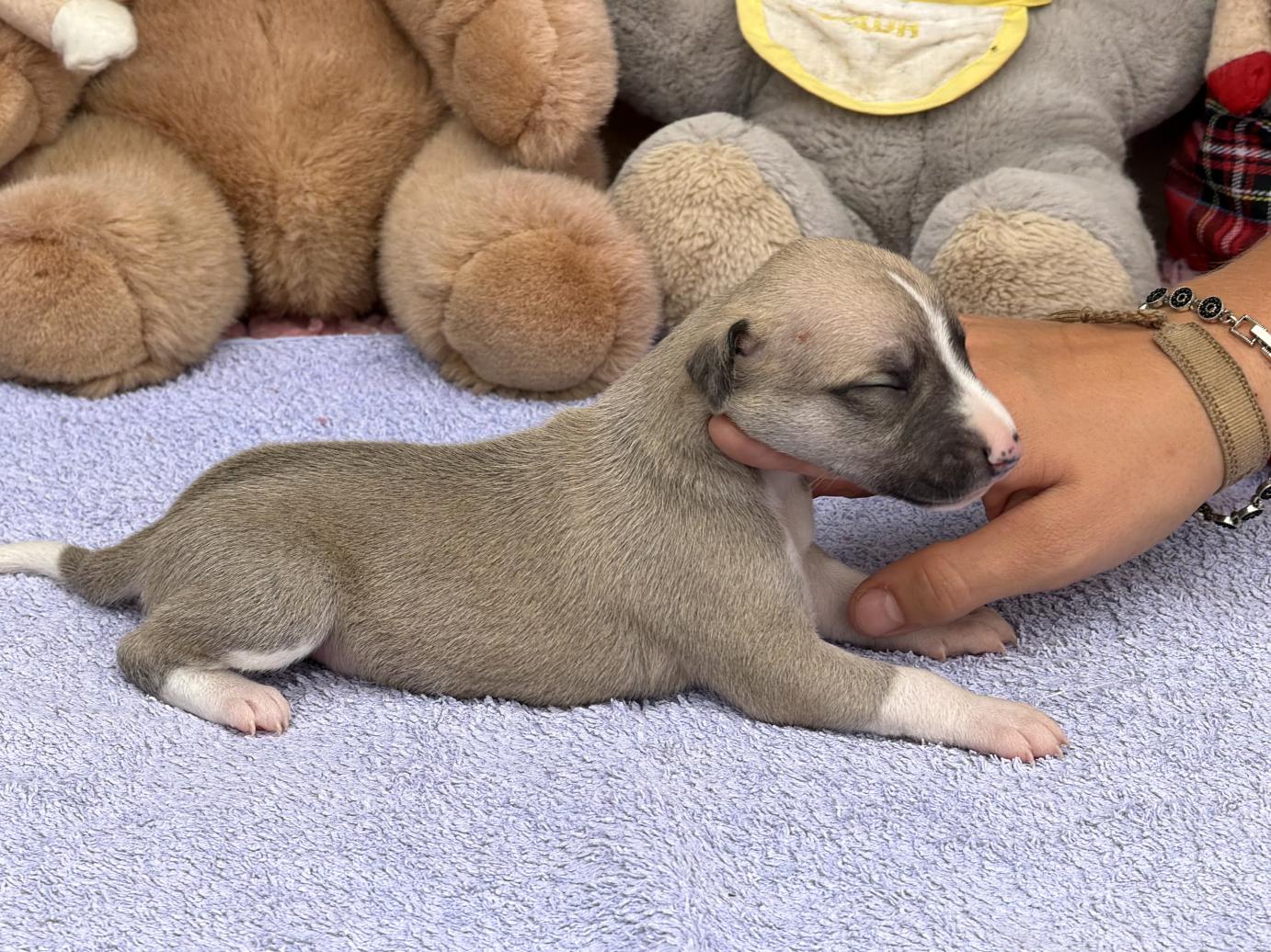 chiot disponible