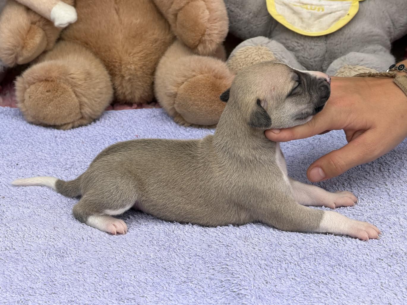 chiot disponible