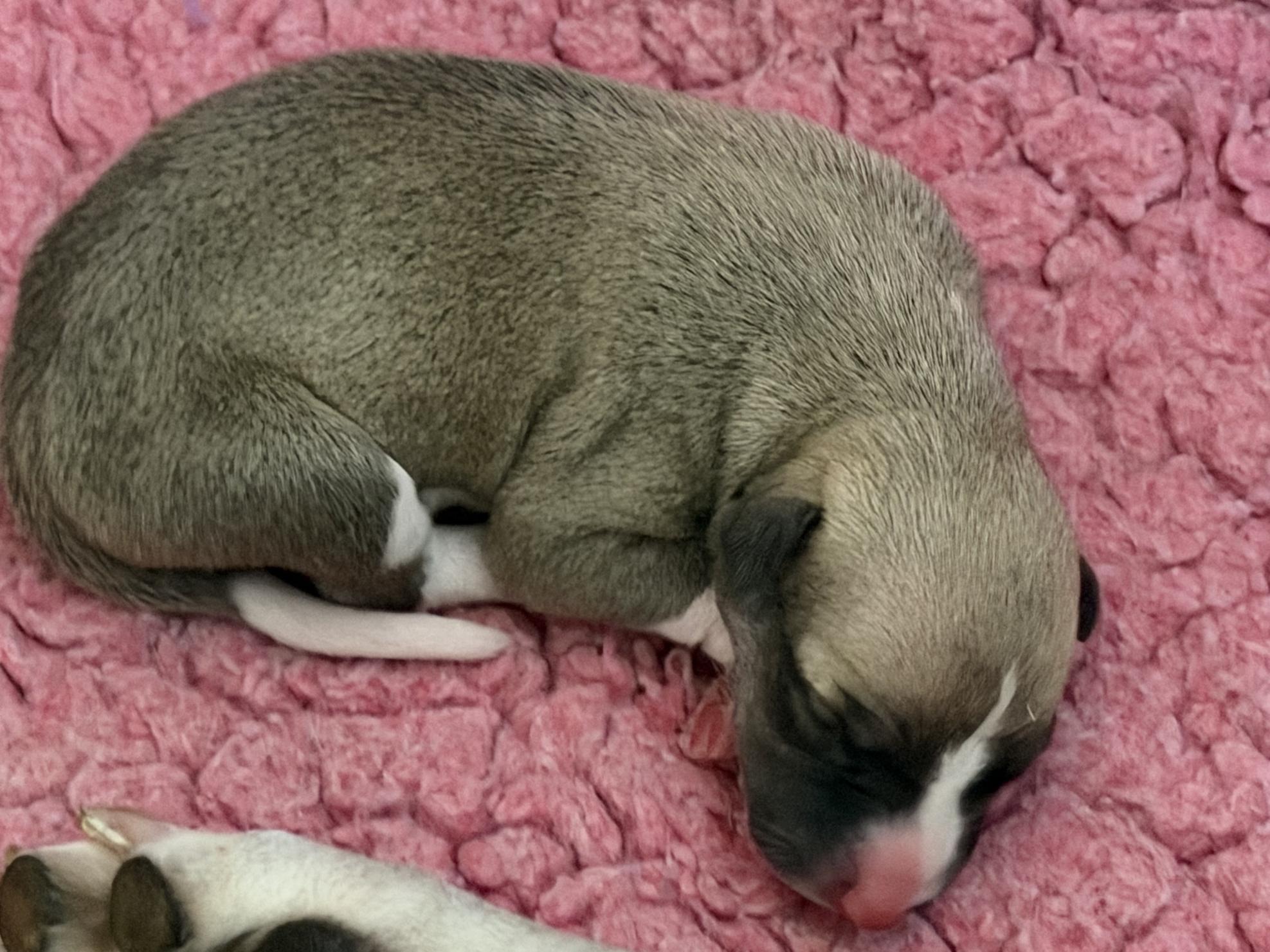 Chiot Whippet Disponible