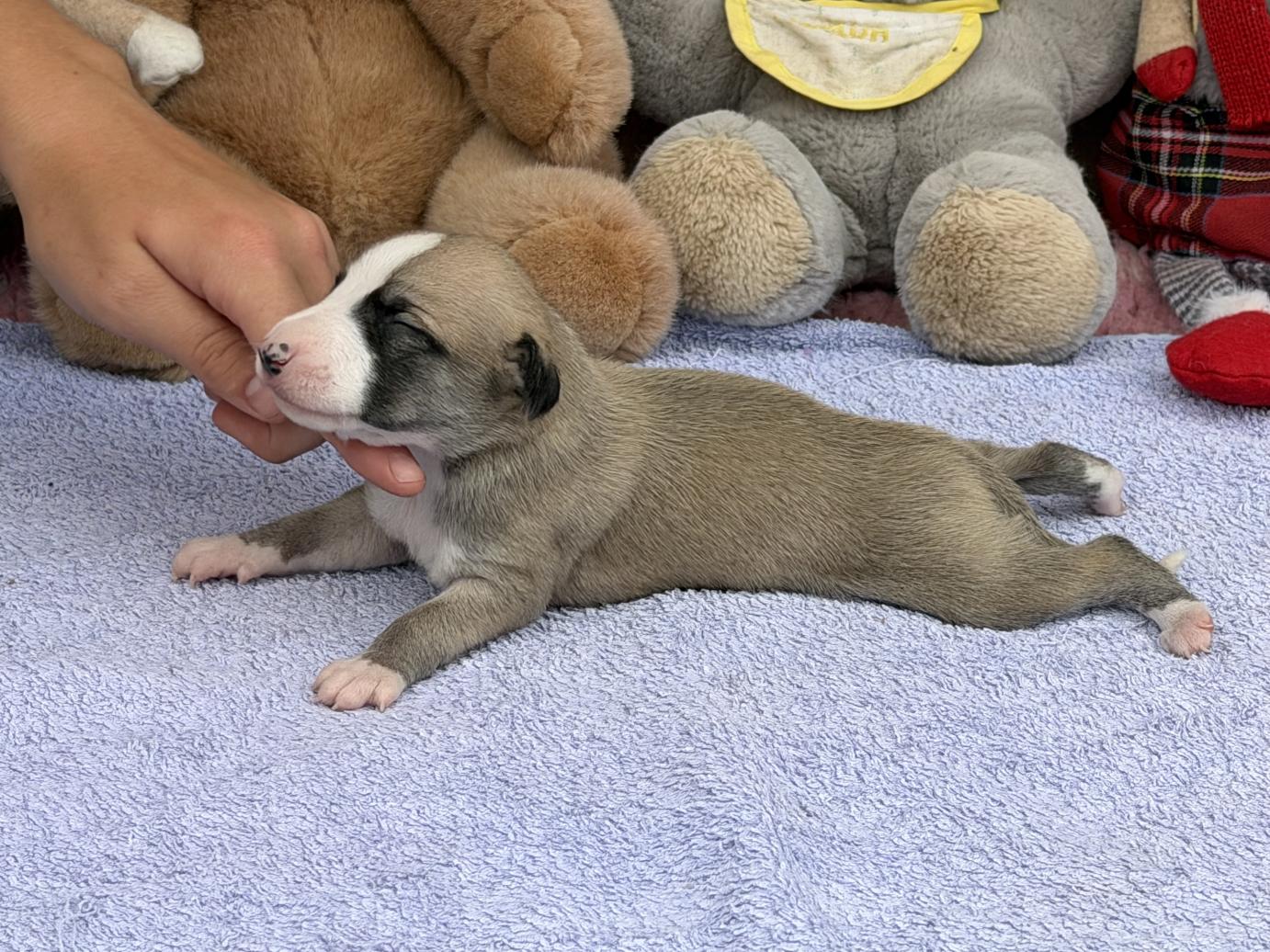 chiot disponible