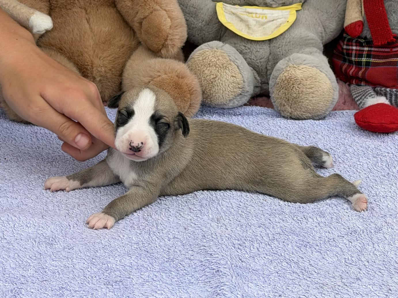 chiot disponible