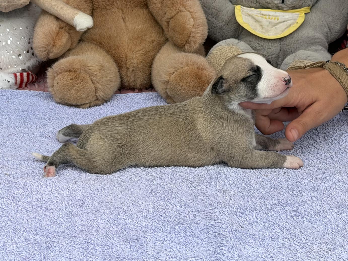 chiot disponible