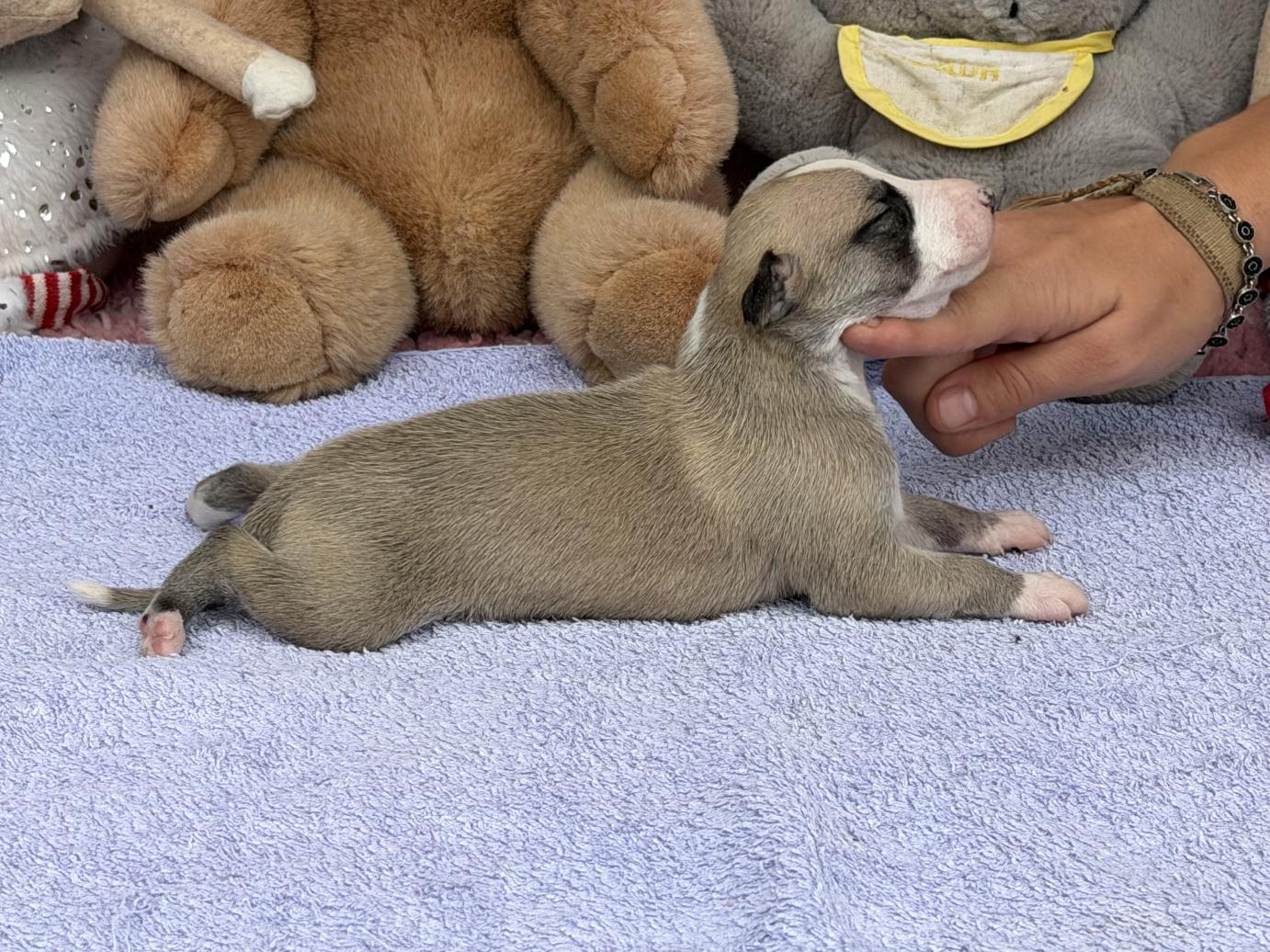 chiot disponible