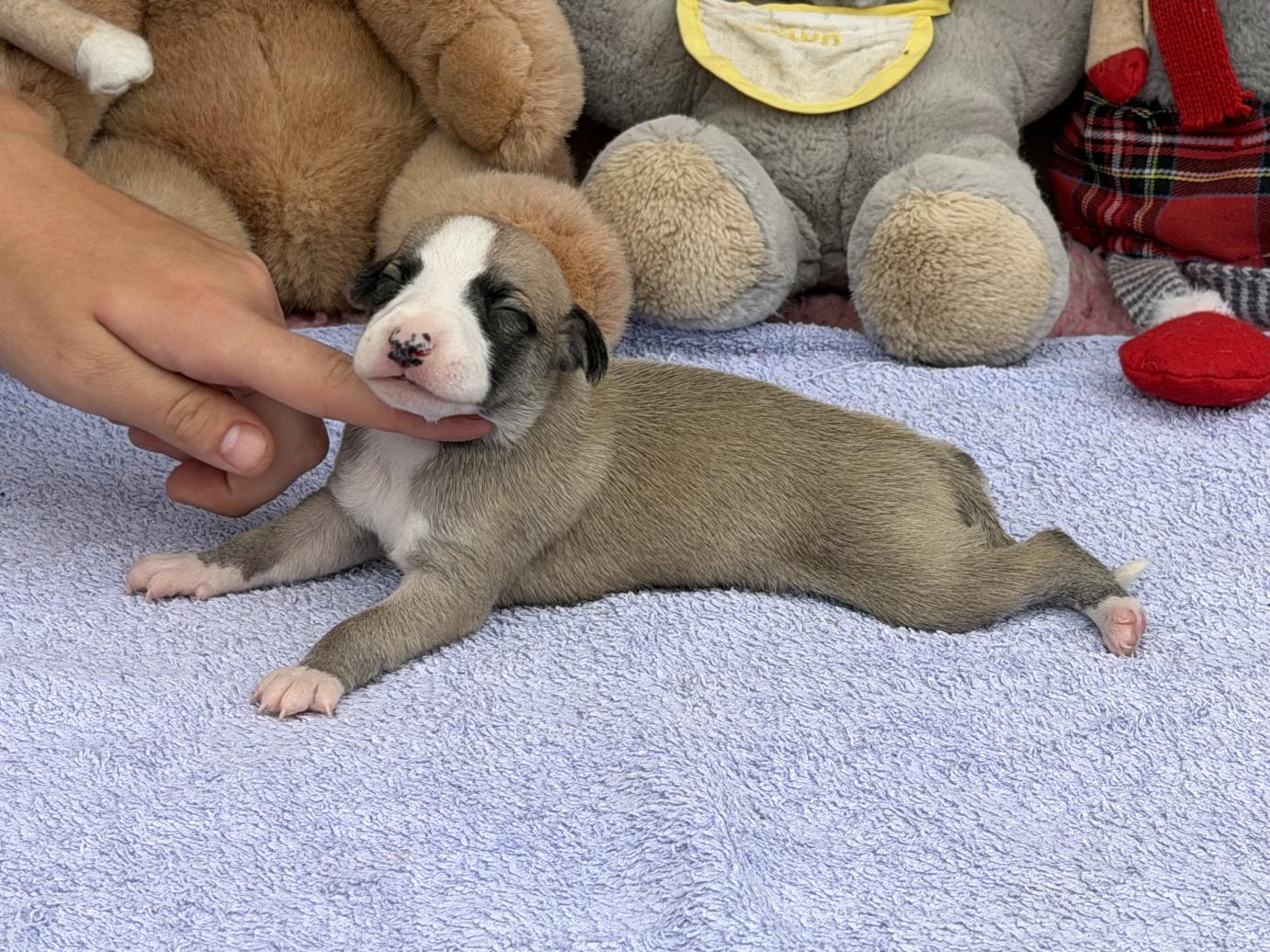 Chiot Whippet Disponible