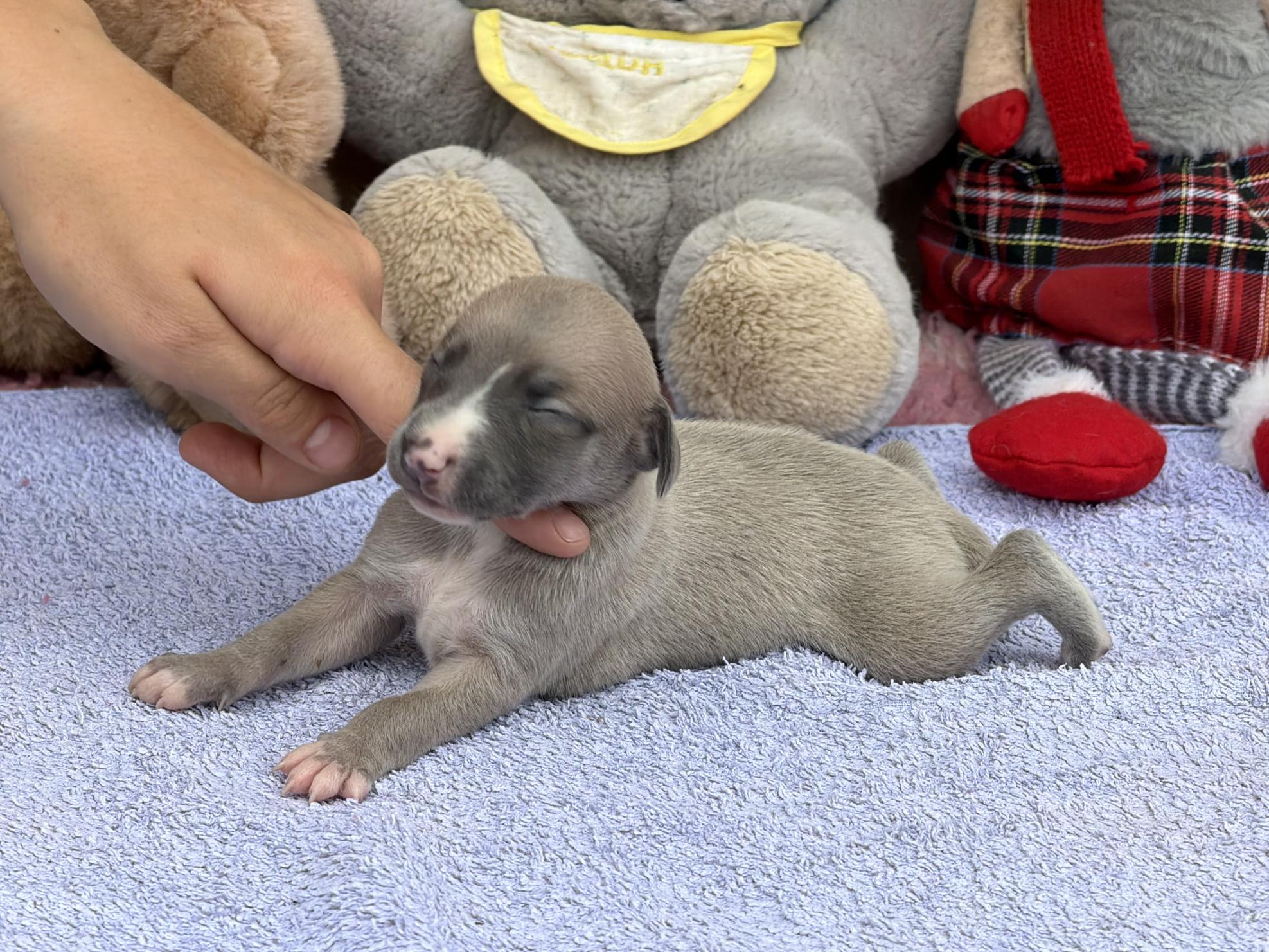 Chiot Whippet Disponible