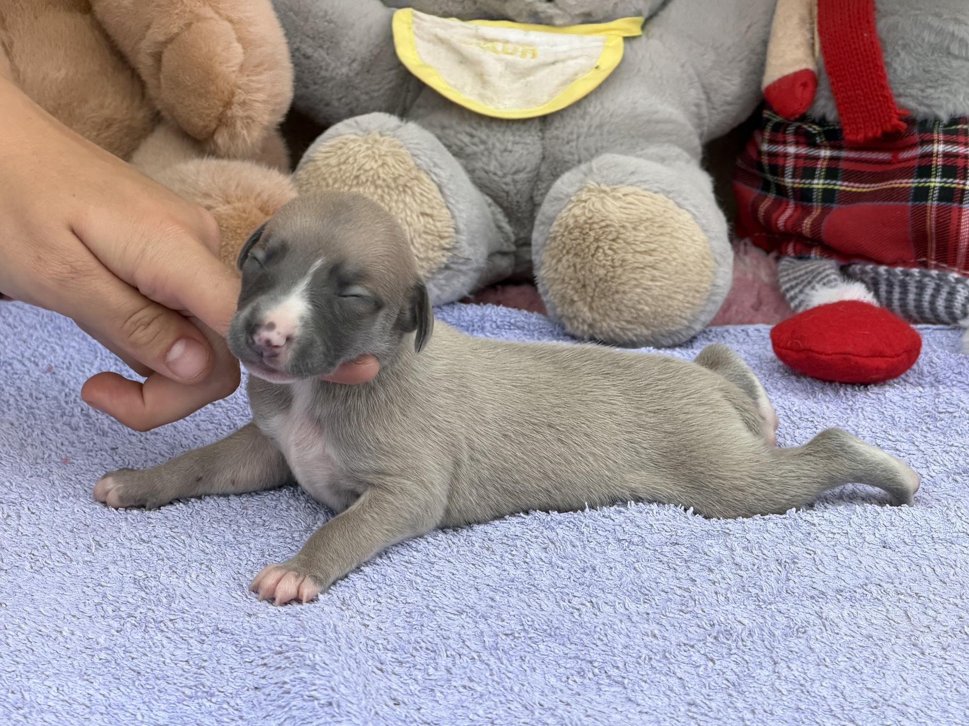 chiot disponible