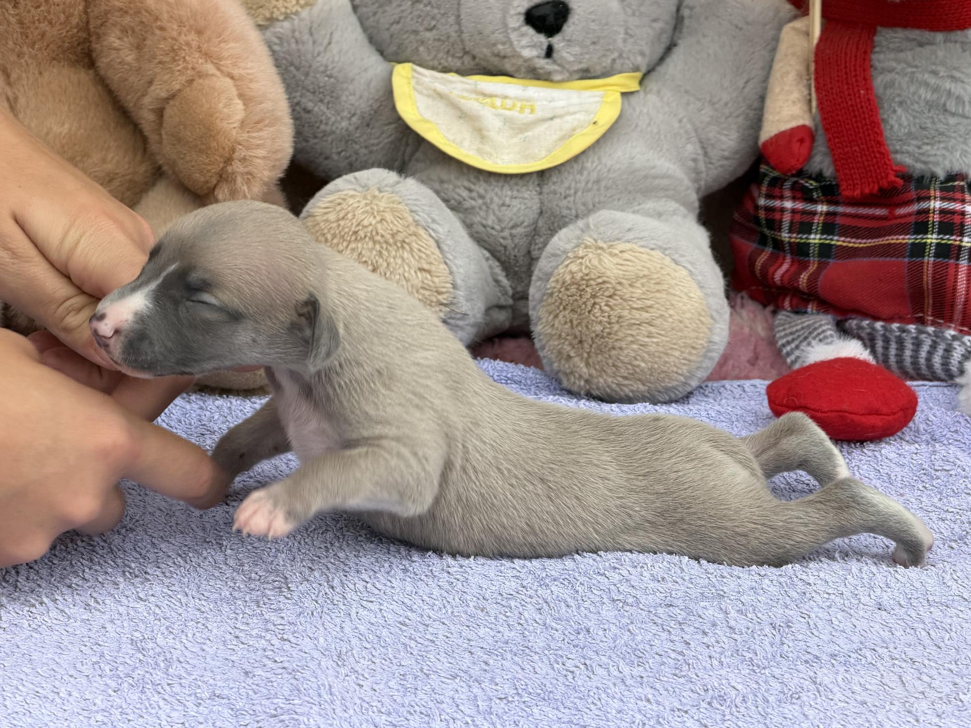 chiot disponible