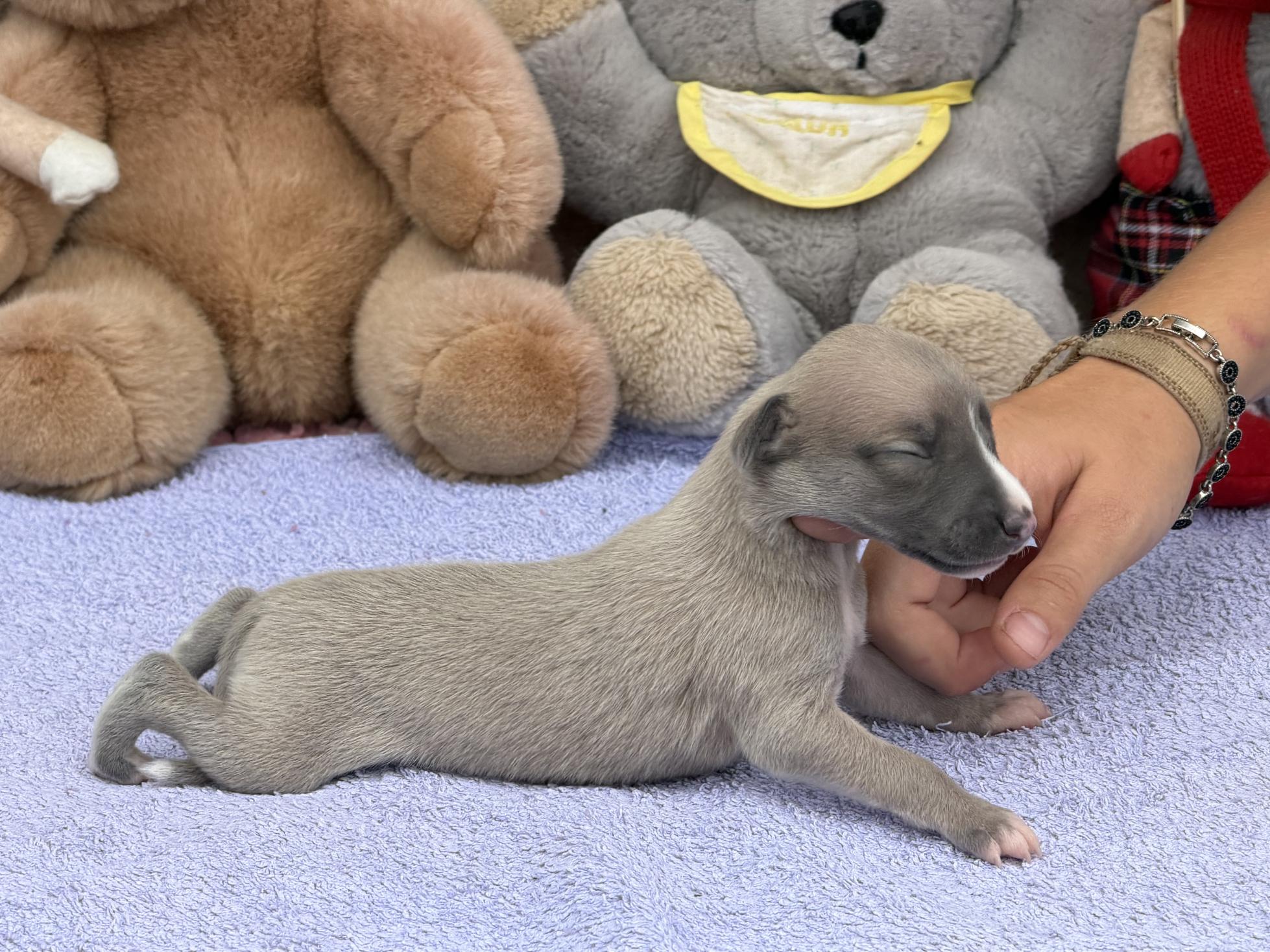 chiot disponible