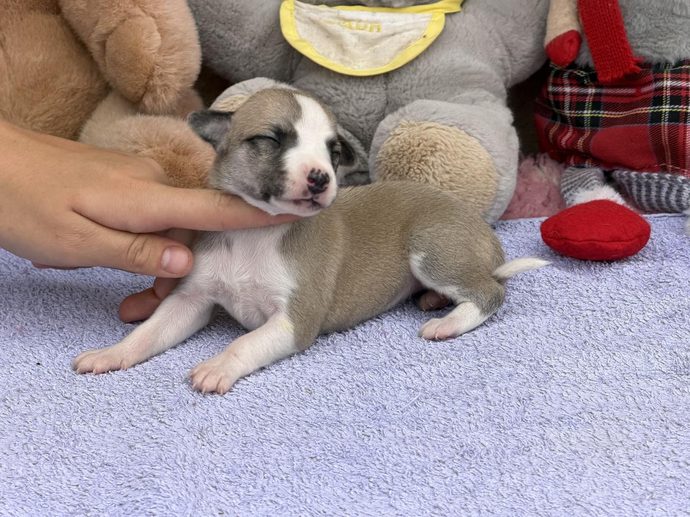 Chiot Whippet Disponible