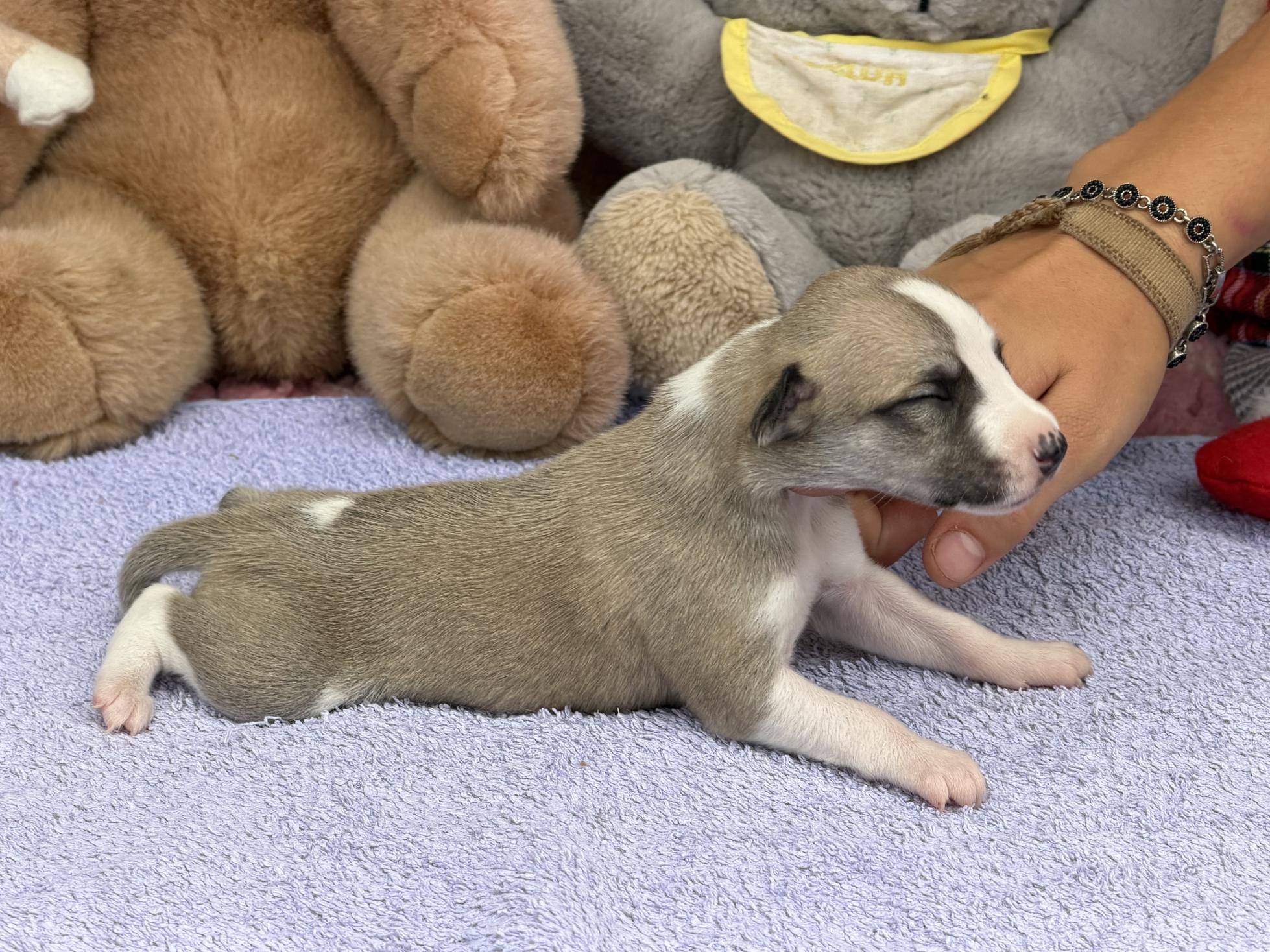 chiot disponible