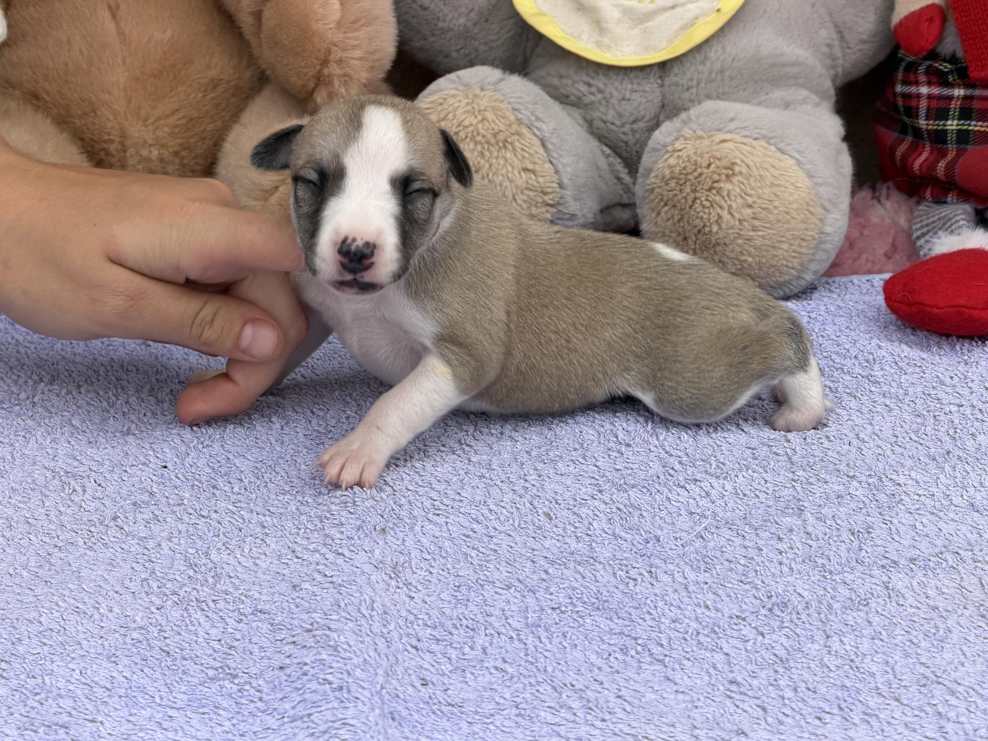 chiot disponible