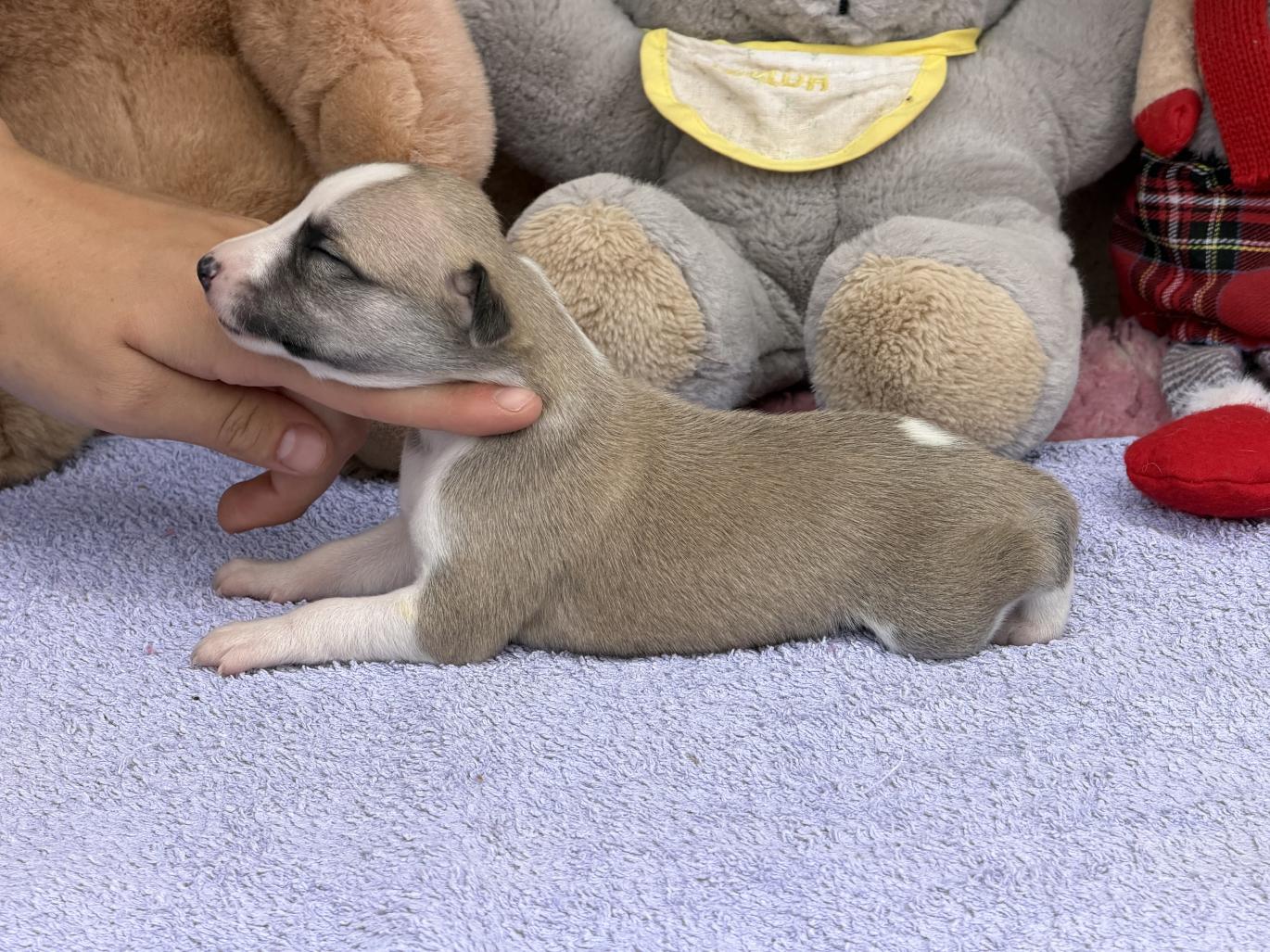 chiot disponible